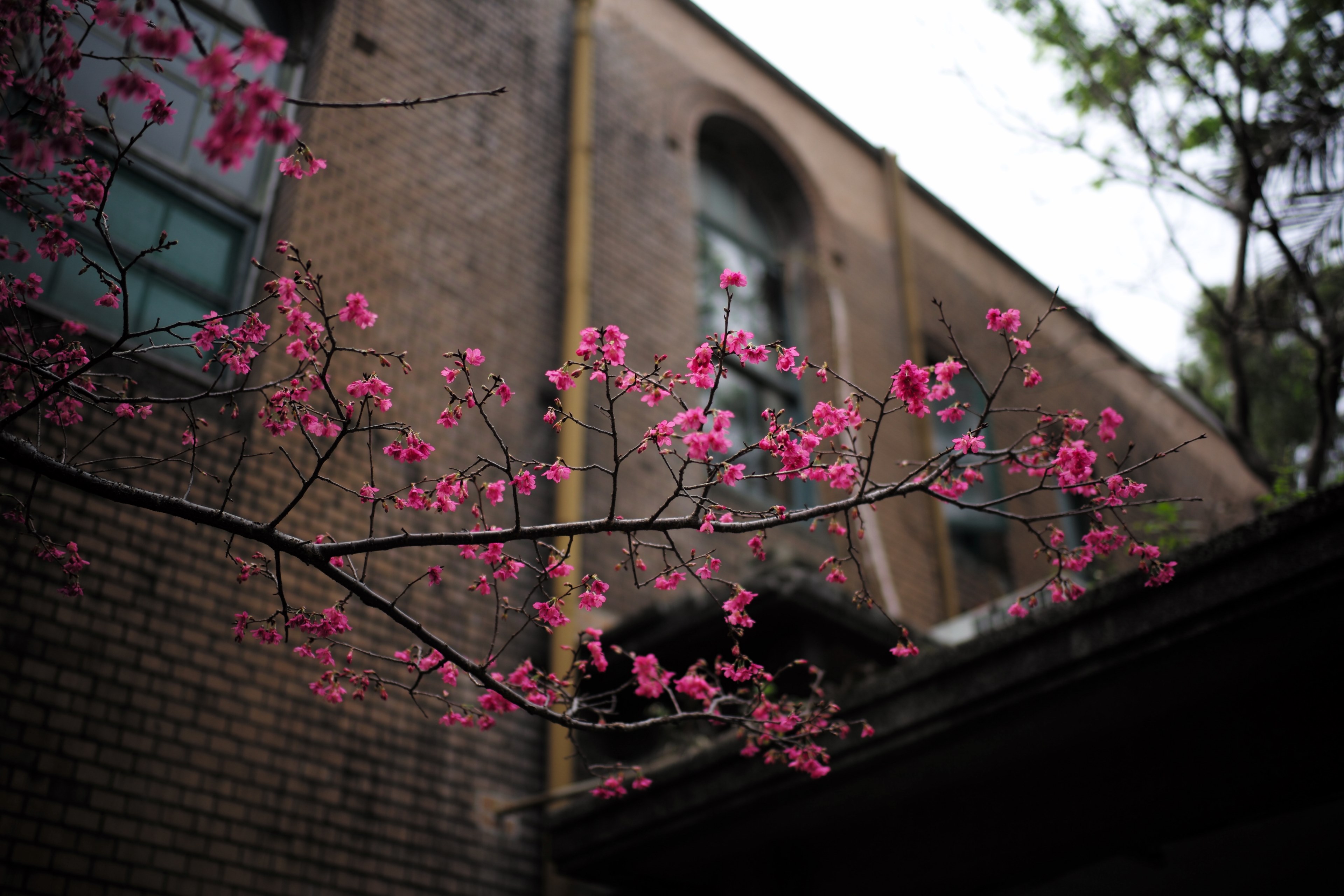 bright pink blossom branch in spring in front of brown building with arched windows, blossom brown building 4k, HD Wallpaper