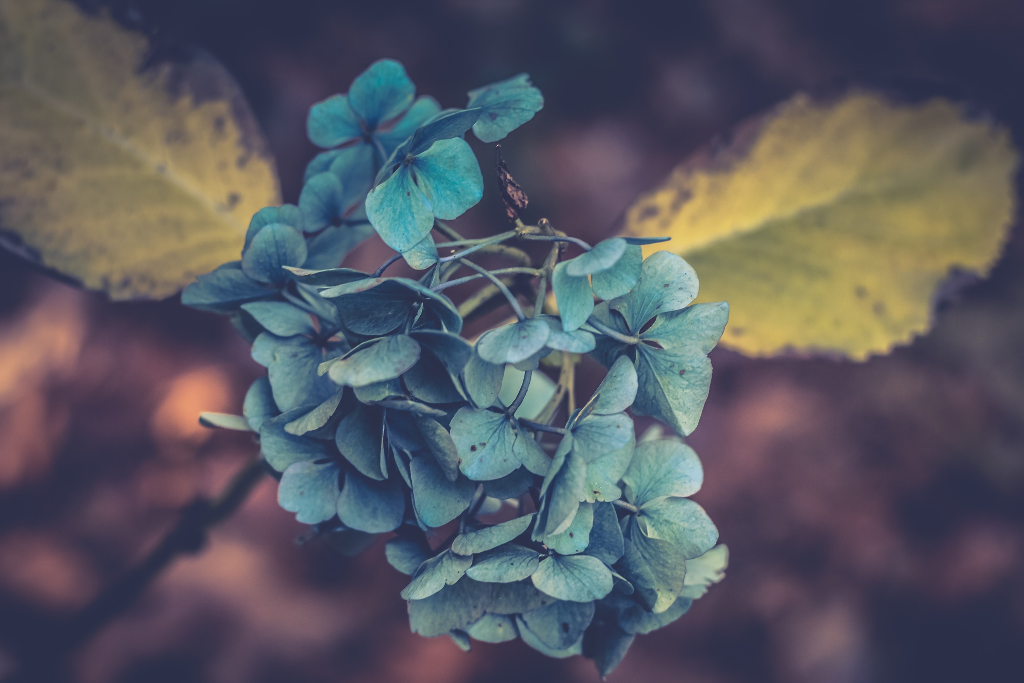 close up of a cluster of hydrangea flowers with wilting leaves, hydrangea in autumn 4k, HD Wallpaper