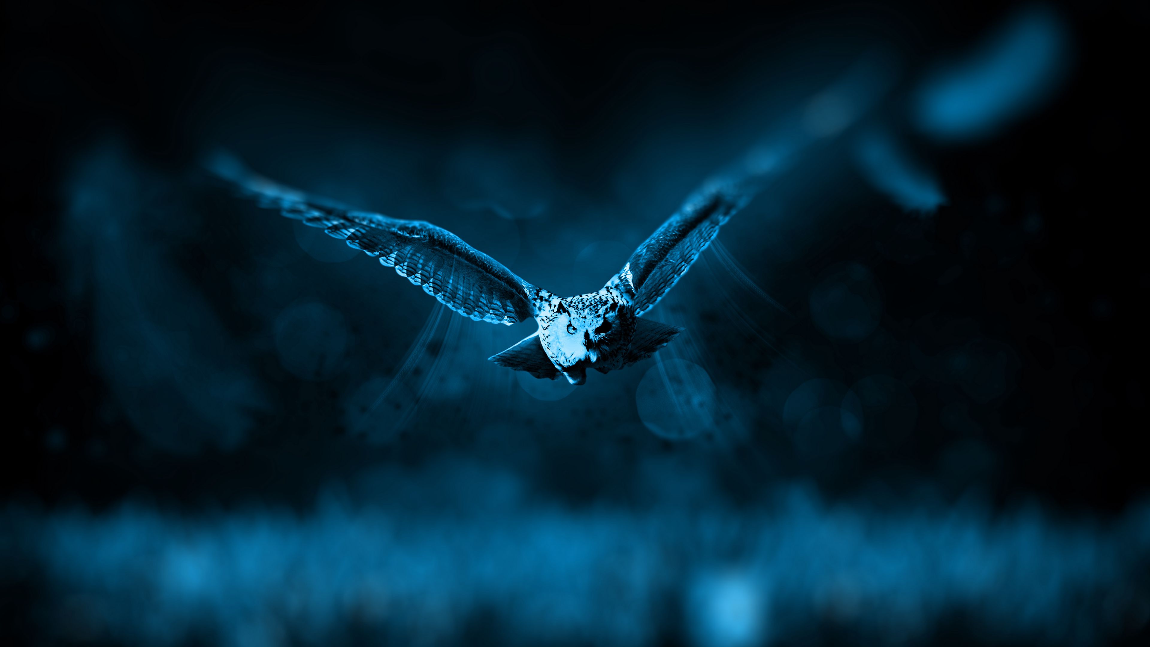 owl, flight, bird, photoshop, predator, 4k, HD Wallpaper