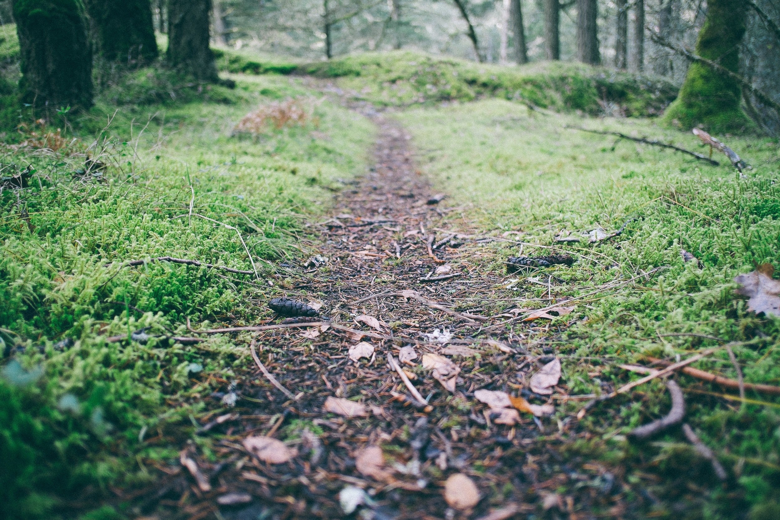 low shot of a footpath through in a forest, brown forest footpath 4k, HD Wallpaper