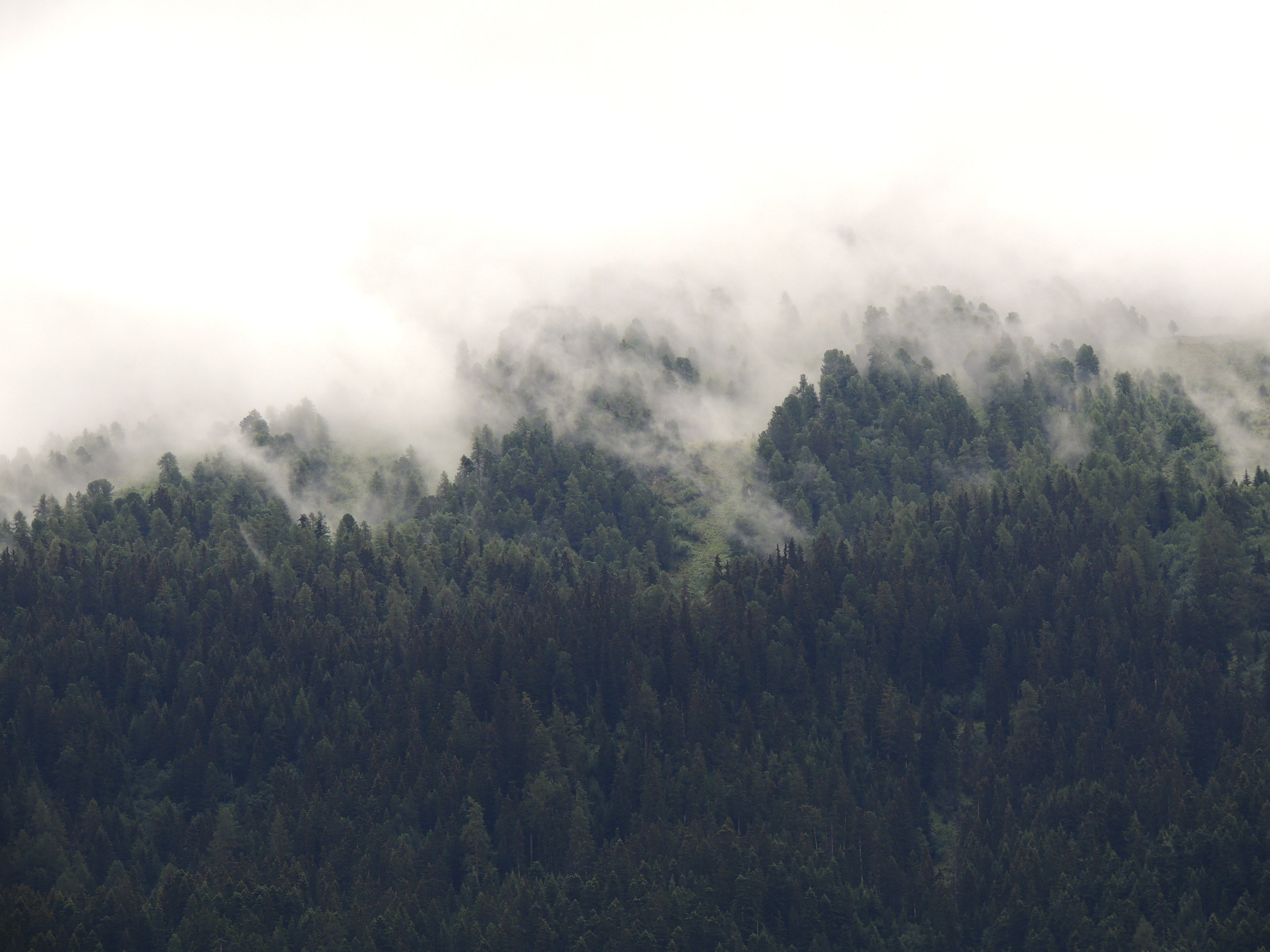 mist rising up above a slope covered by woods in savoie, mist over savoie woods 4k, HD Wallpaper
