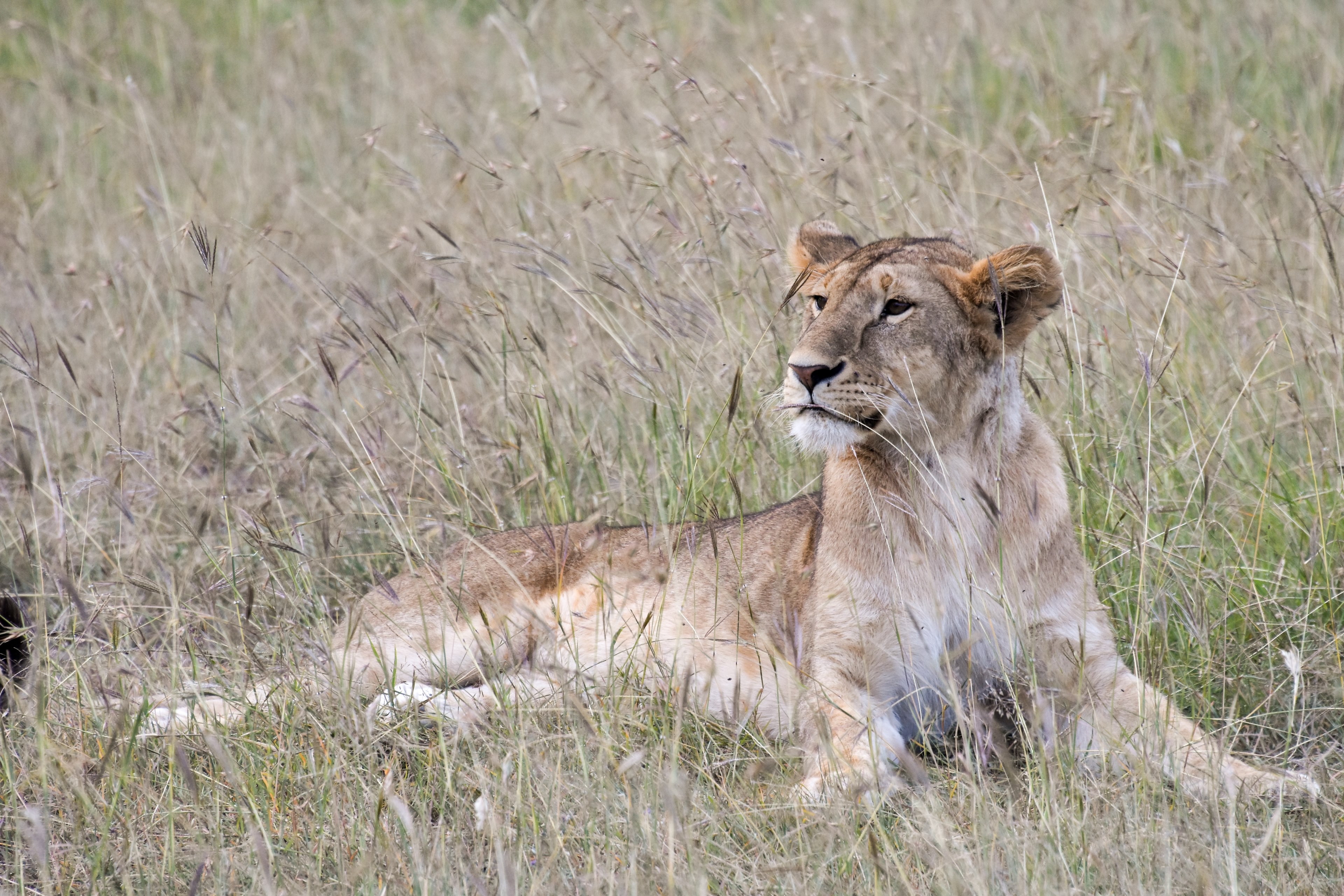 a lioness lying in tall grass in masai mara game reserve, lioness resting in grass 4k, HD Wallpaper