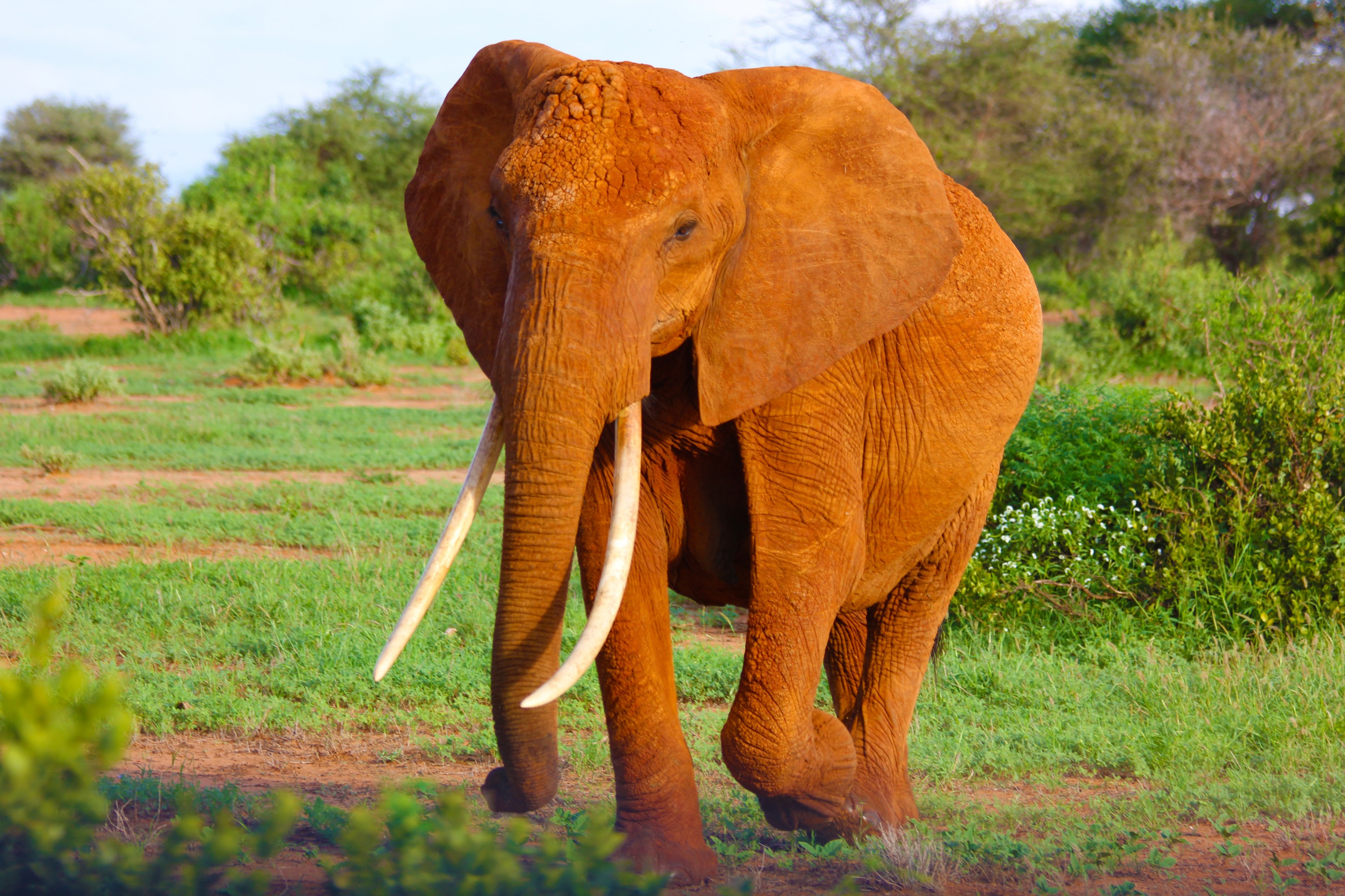 a long tusked elephant marching on a sunlit grassy plain, elephant walking in the afternoon sun 4k, HD Wallpaper