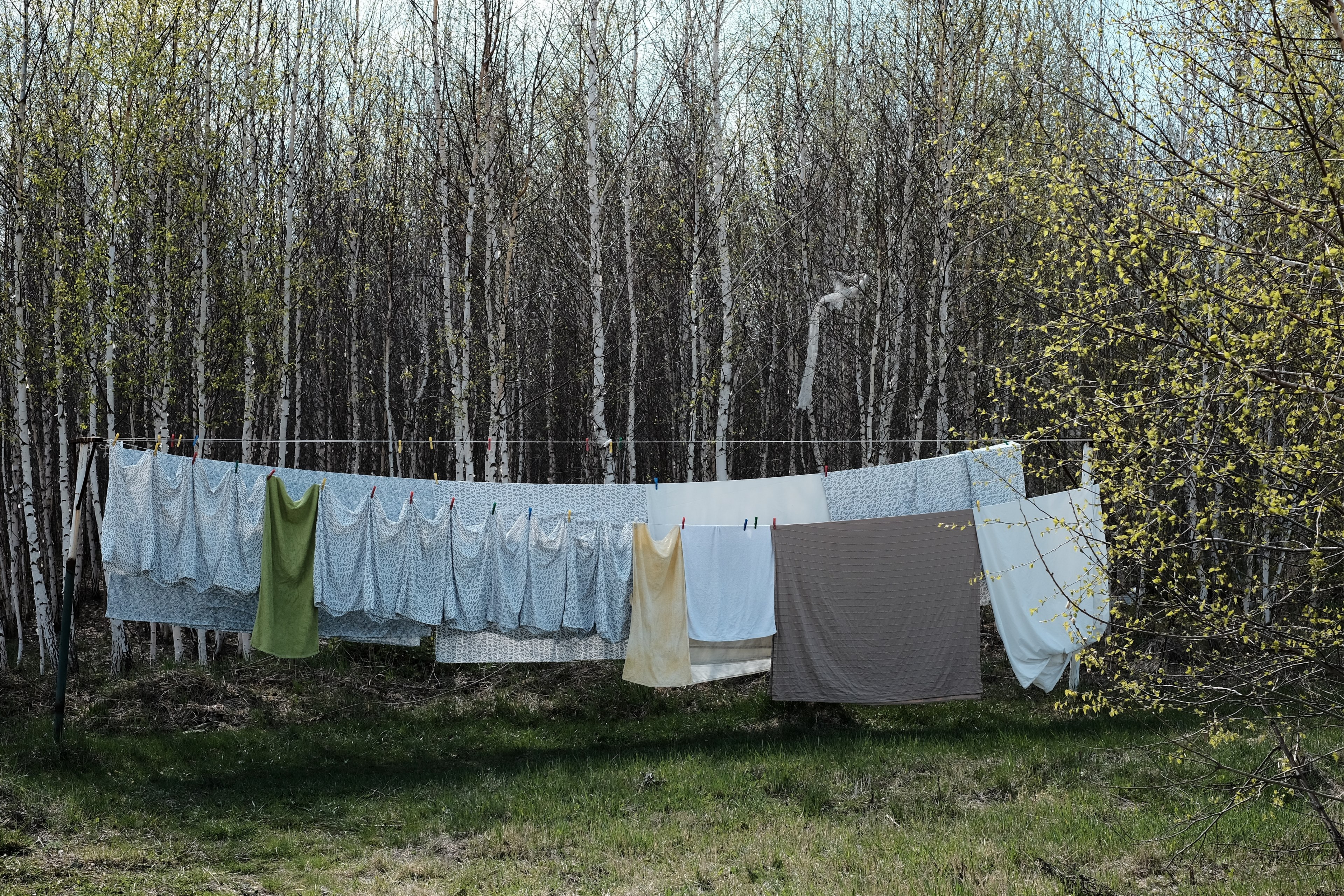 laundry hanging on a clothes line near a copse of birch trees, laundry on a line 4k, HD Wallpaper