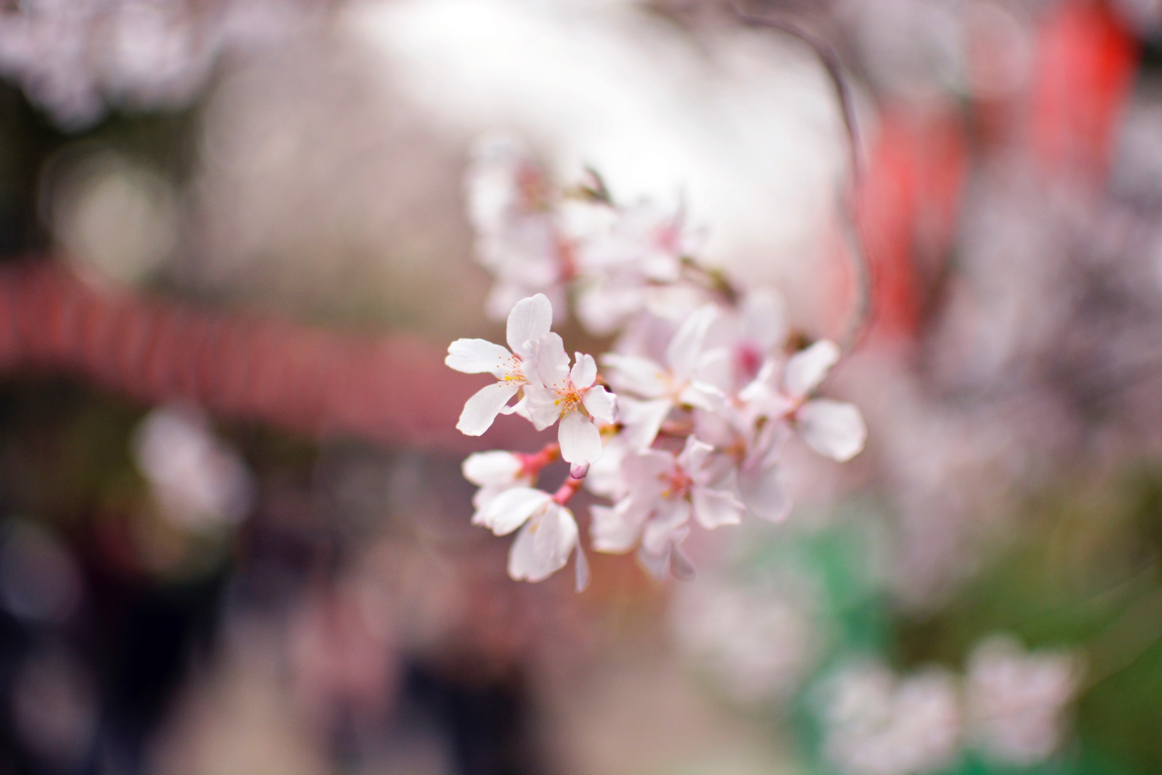 close up of white flowers on top of a branchlet, white blossom in close up 4k, HD Wallpaper