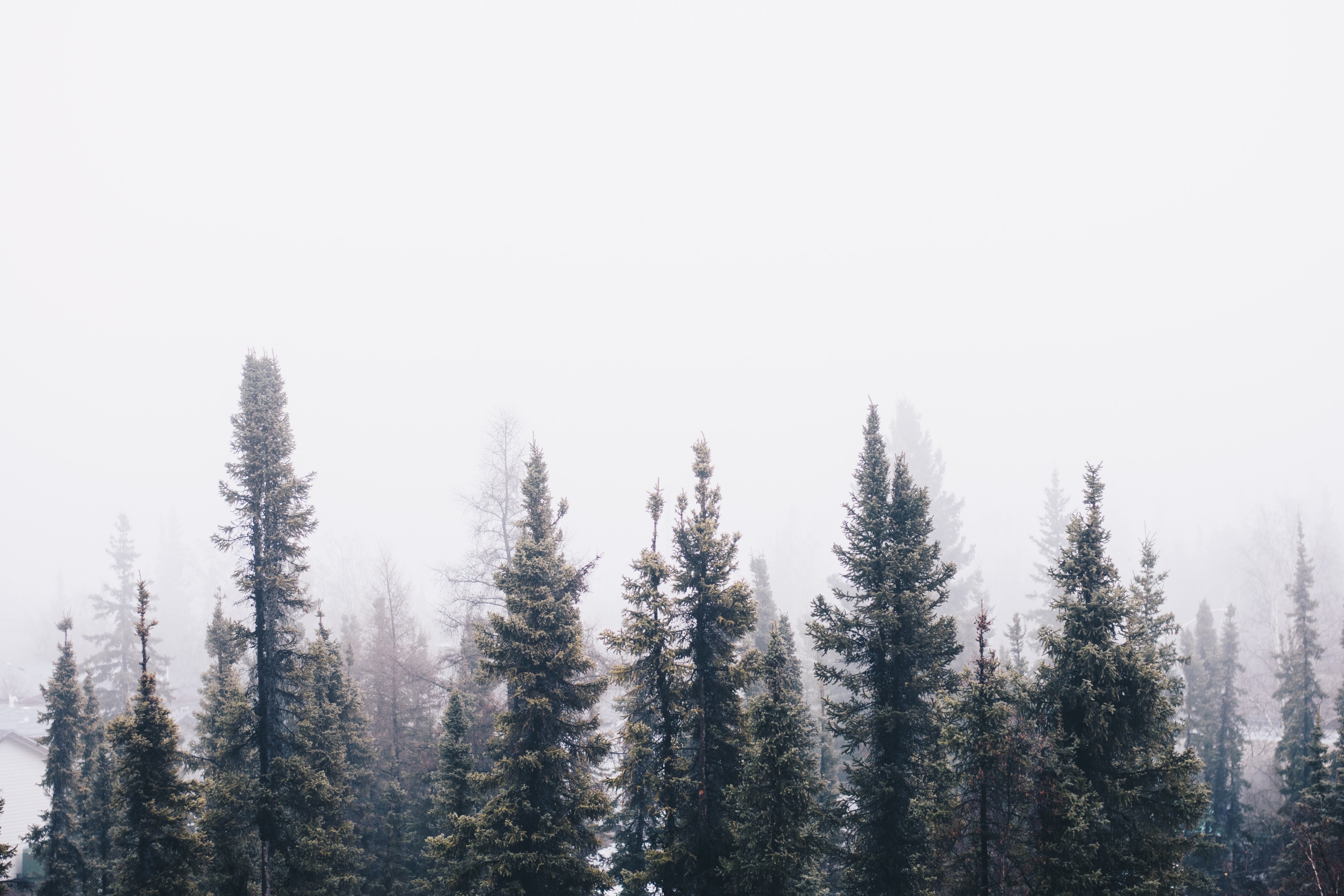 foggy sky over forest of evergreens in the winter, cool winter fog 4k, HD Wallpaper