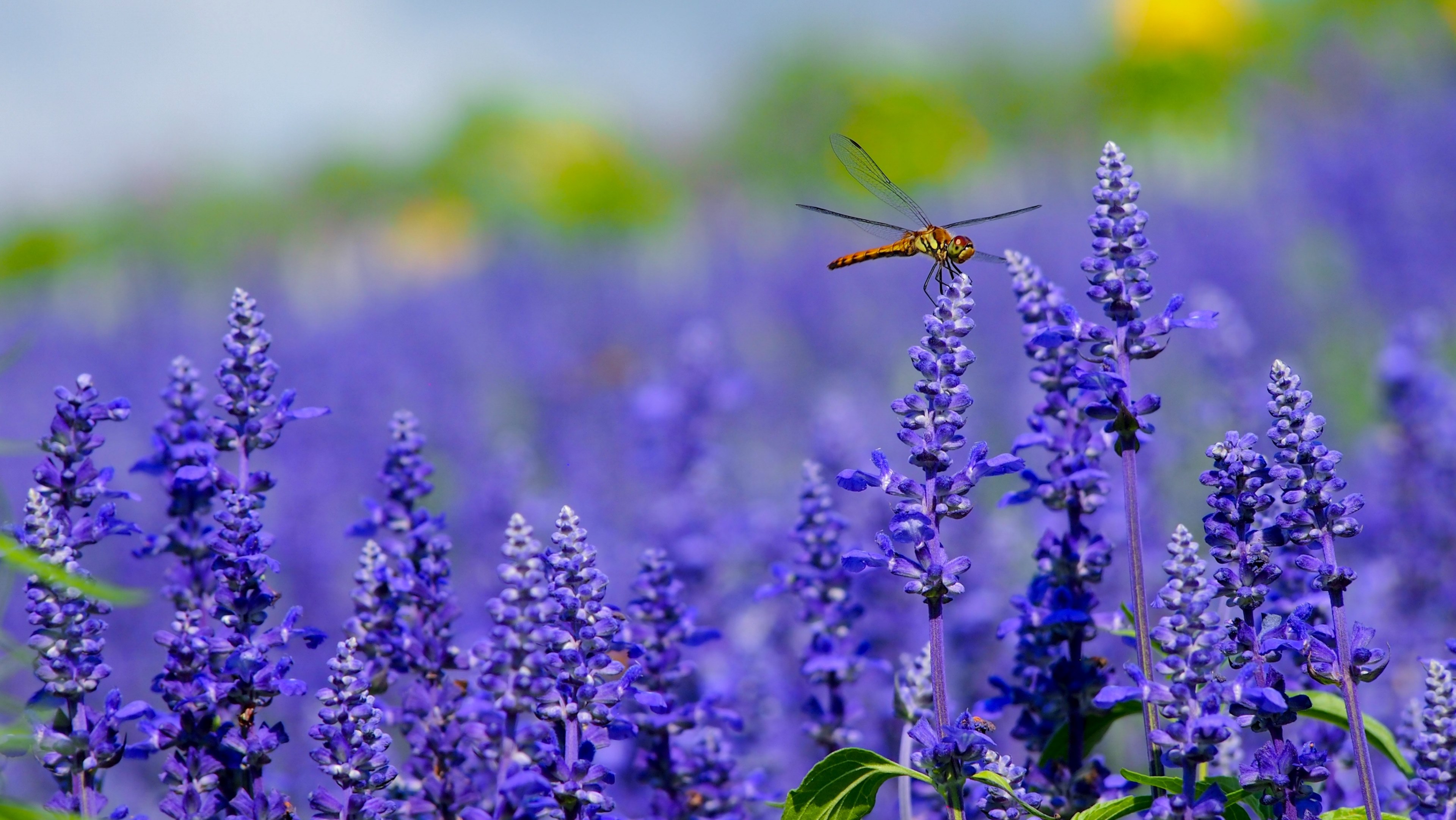 a golden dragonfly on top of lavender flowers, dragonfly on lavender 4k, HD Wallpaper
