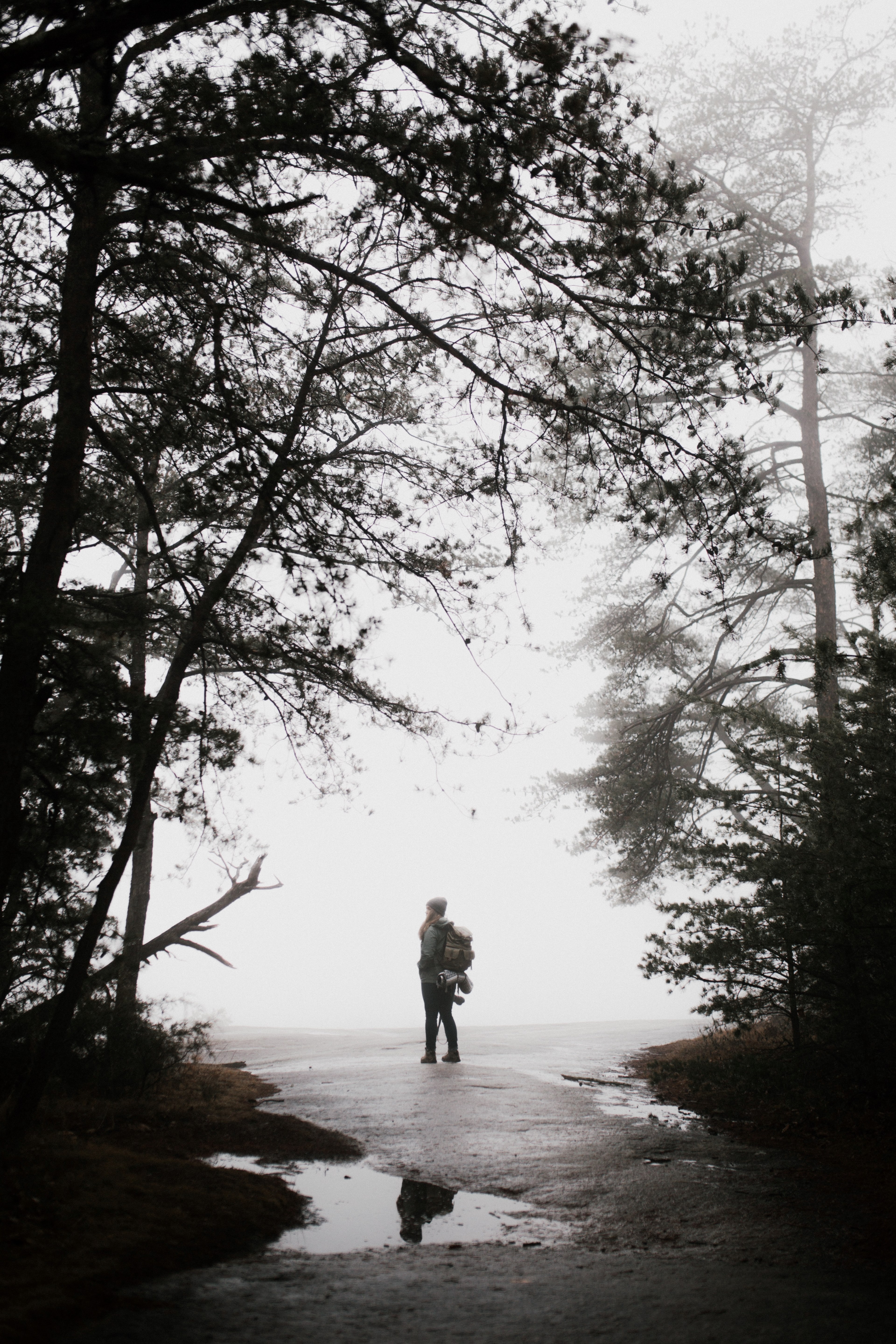 fog and forest 4k, Phone HD Wallpaper