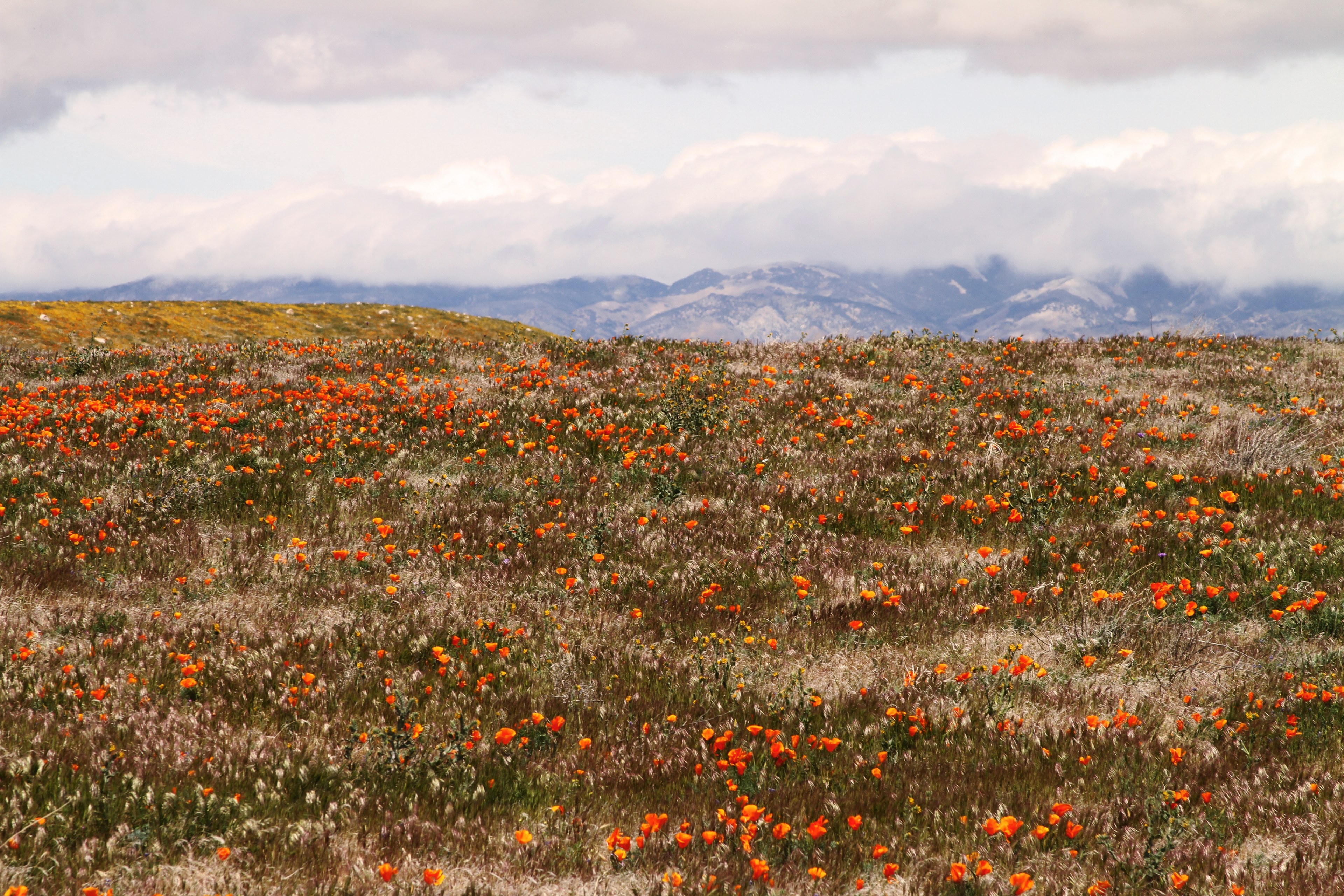 a meadow full of orange tulips with a mountain range on the horizon, poppy party 4k, HD Wallpaper