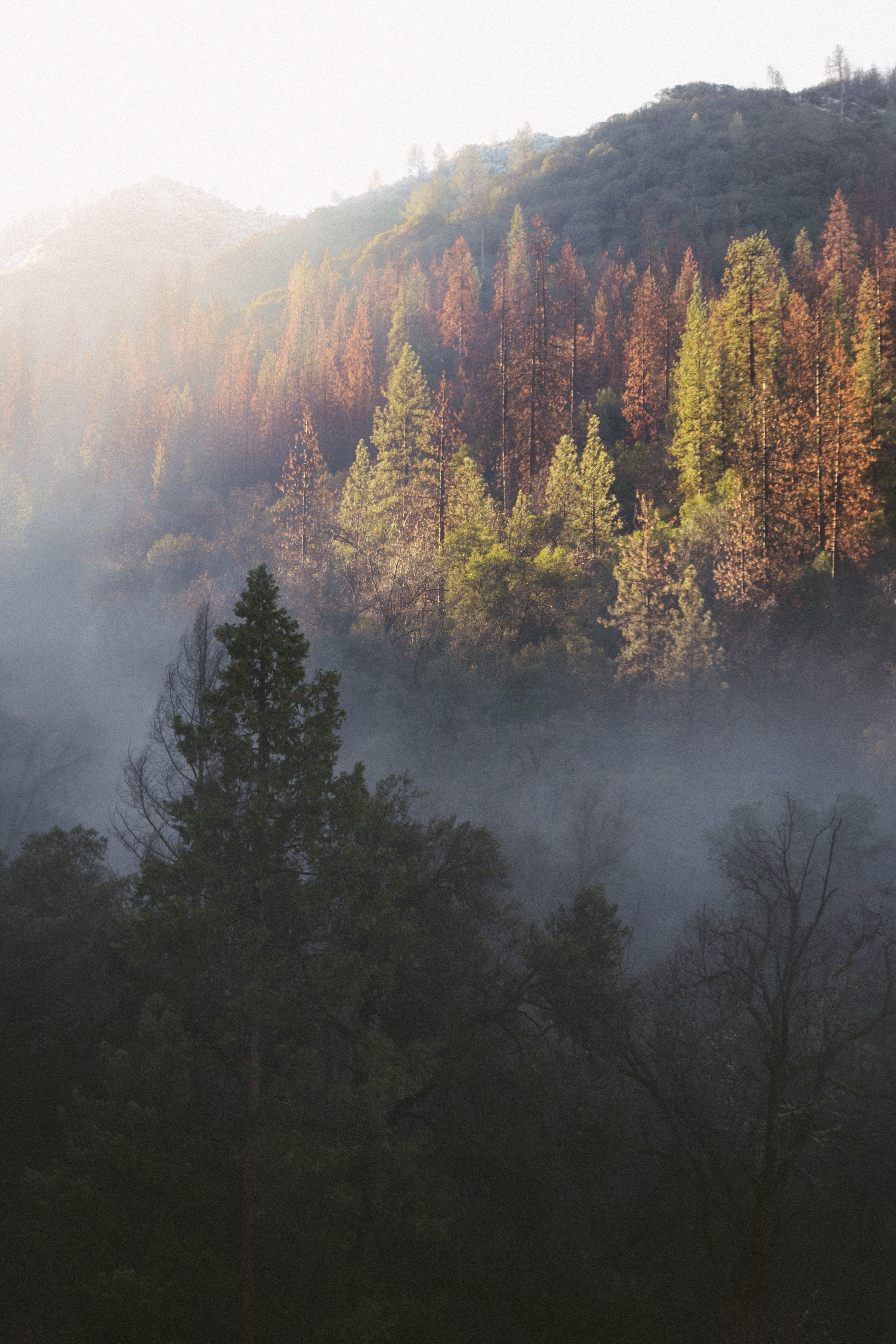 a forest with autumn colored trees on hills near merced river, winter colors near yosemite 4k, Phone HD Wallpaper