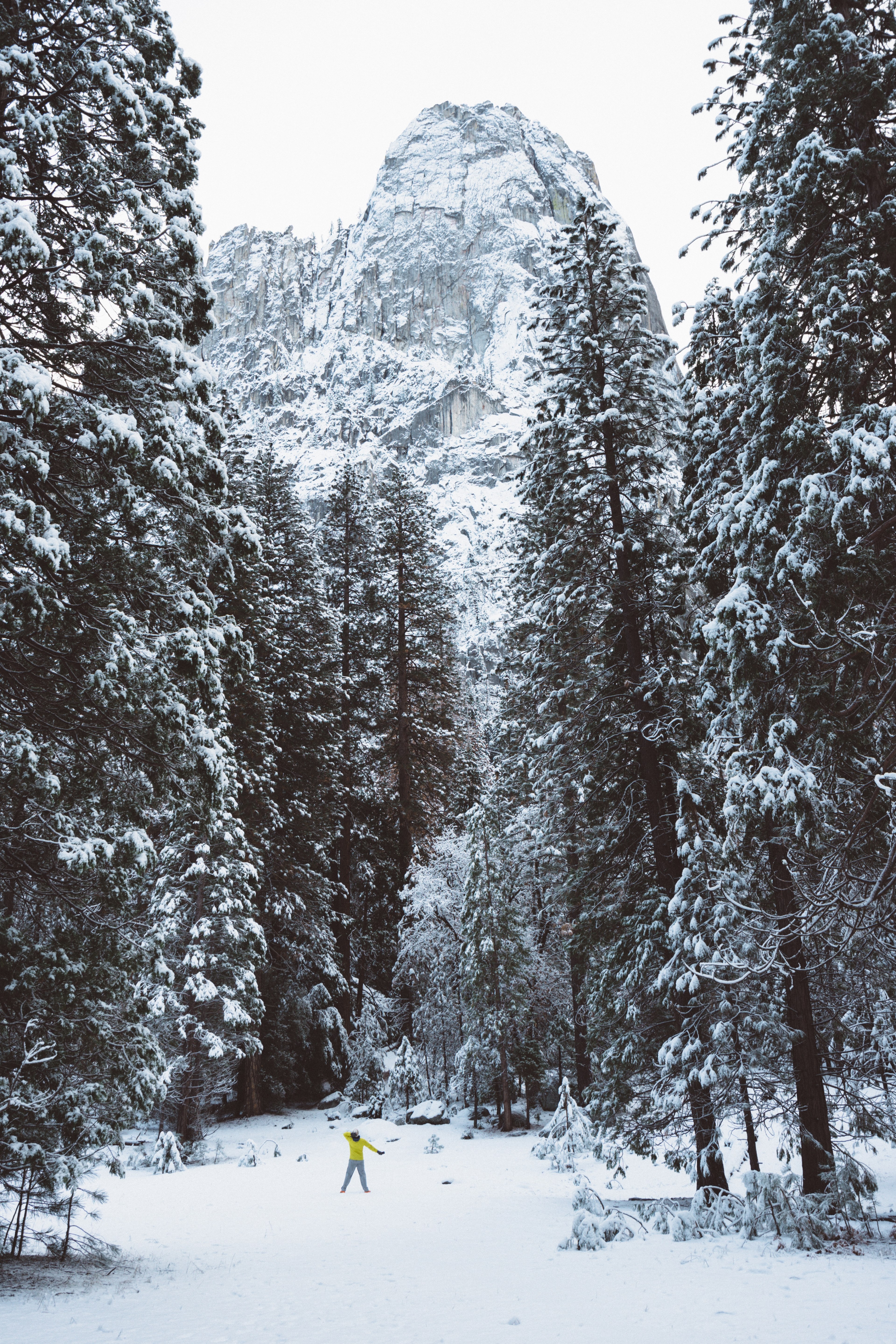 a ground view of the evergreen at yosemite valley at yosemite national park in northern california, scale 4k, Phone HD Wallpaper