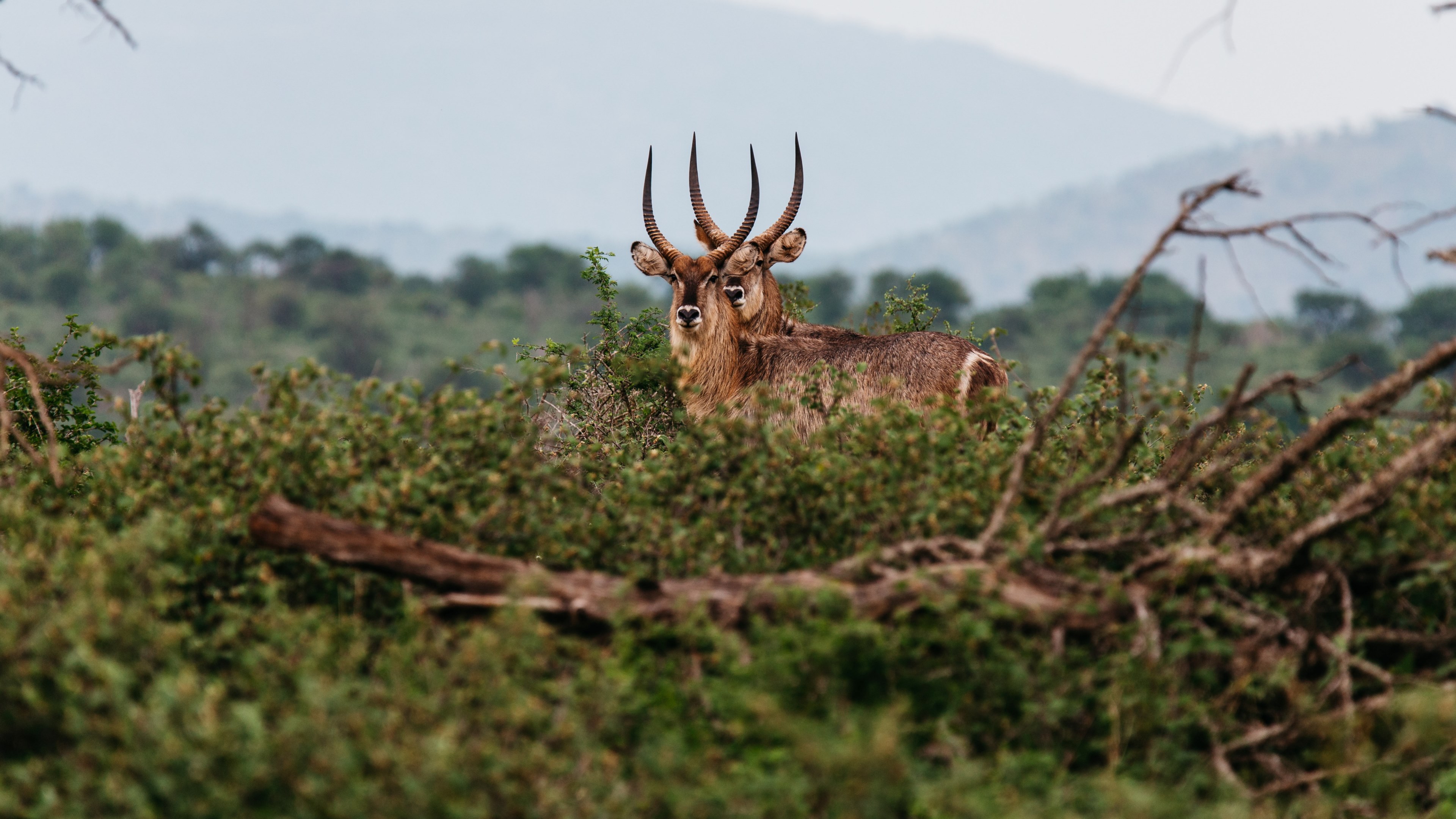 two antelope facing the camera amongst brush and downed trees with mountains in the background, antelope and brush 4k, HD Wallpaper