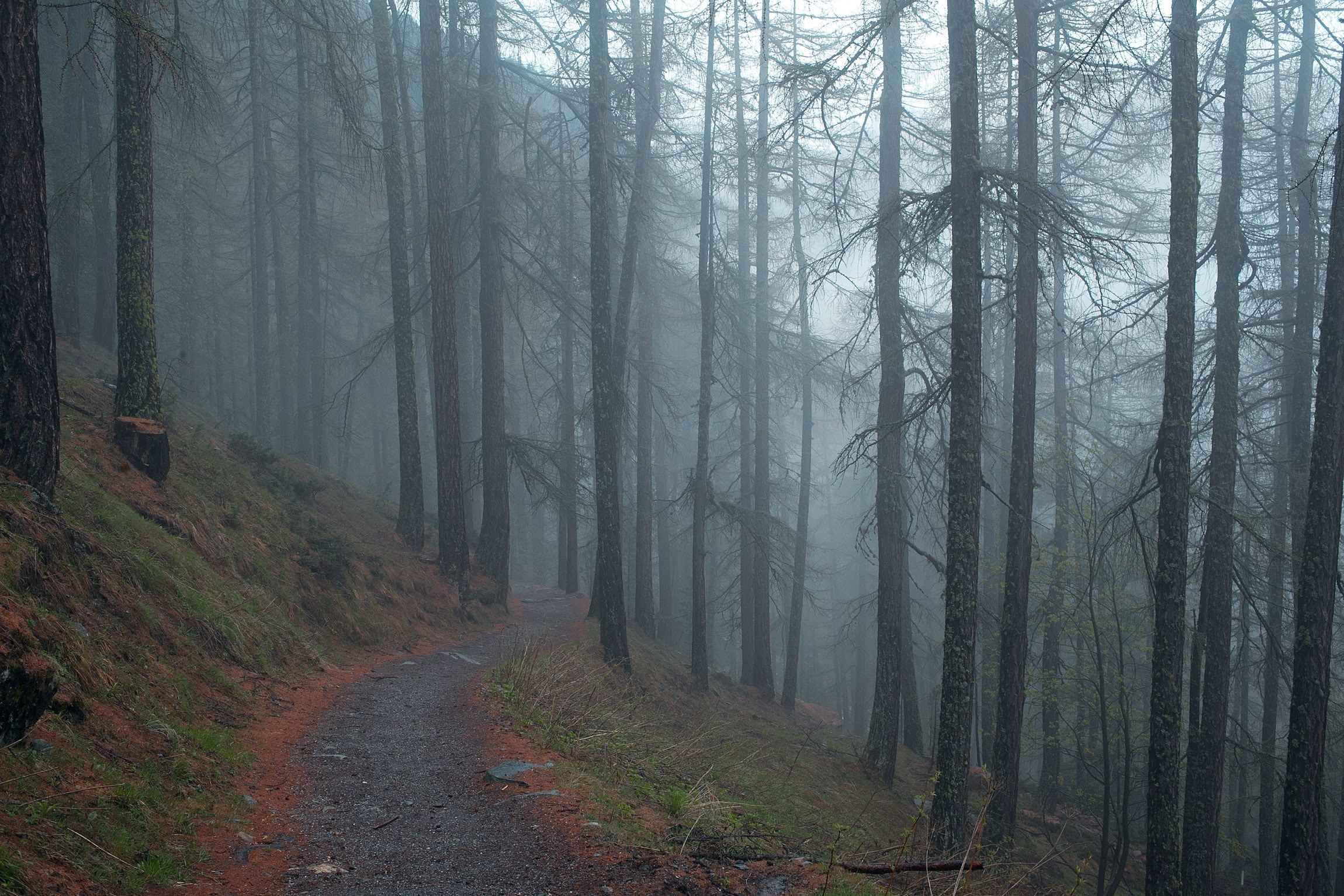 a winding footpath in a mist shrouded forest, dirt path in foggy woods 4k, HD Wallpaper