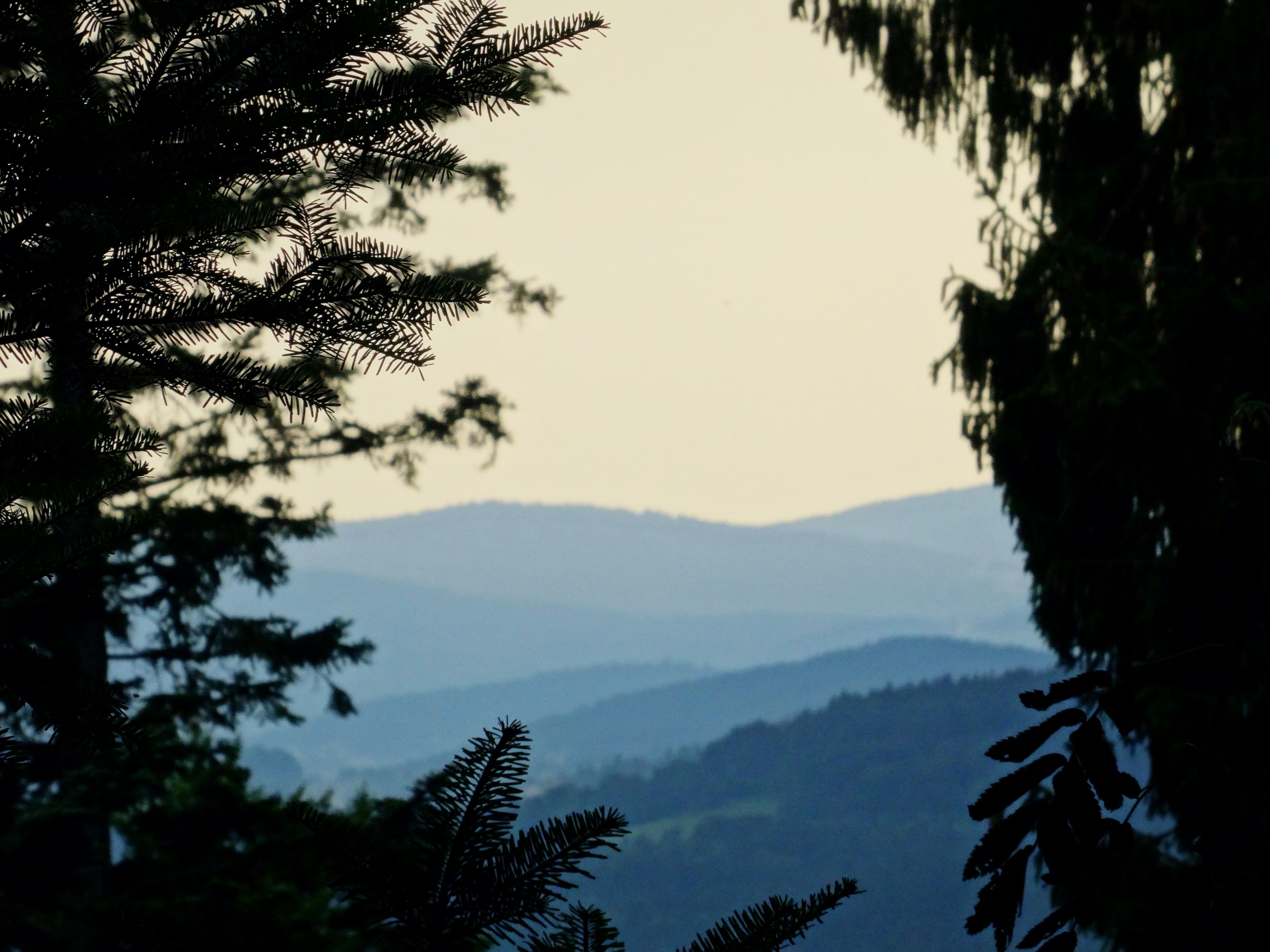 view from behind two trees on wooded hills during sunset, sunset over green hills 4k, HD Wallpaper