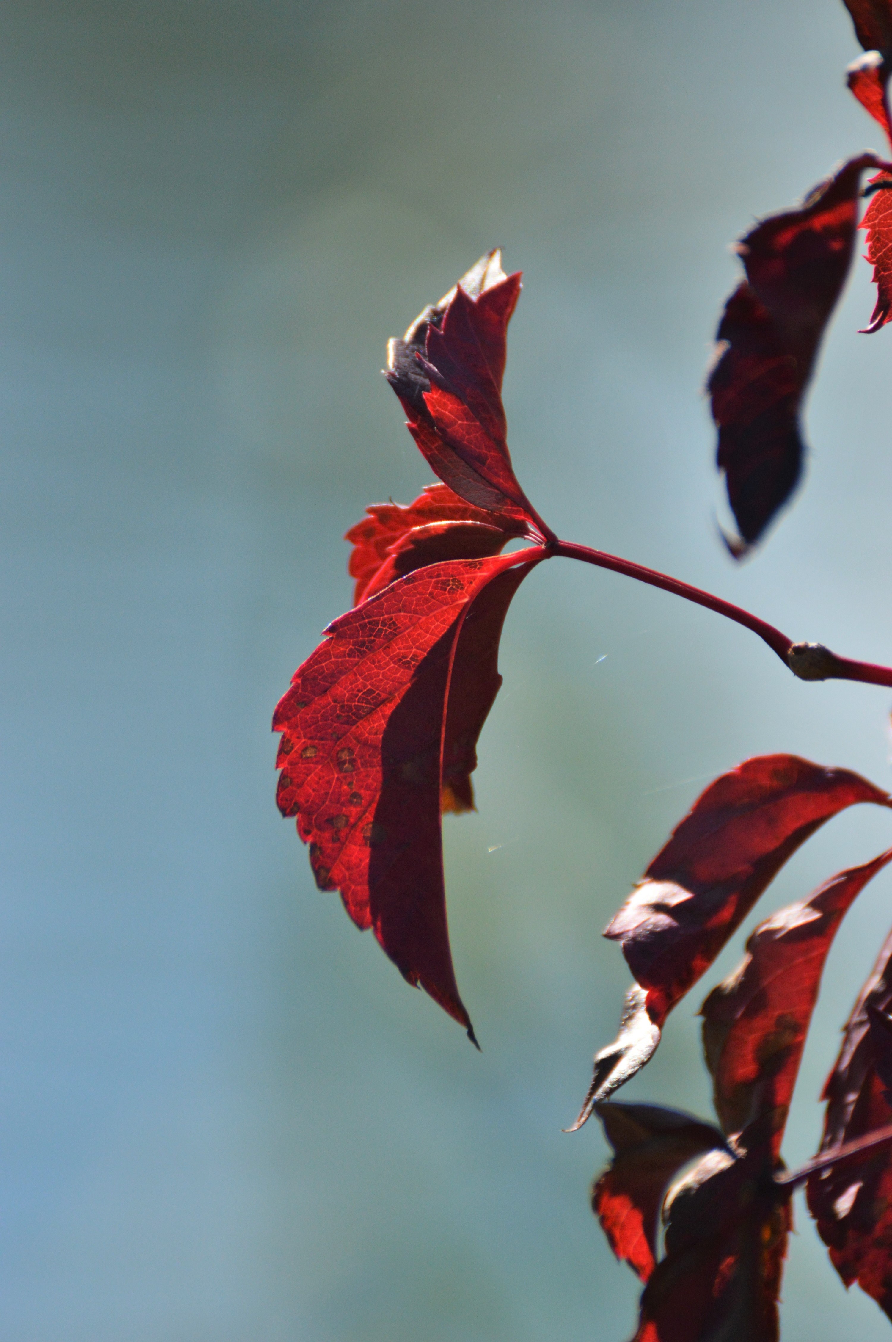 water fall autumn and leaf hd, 4k, Phone HD Wallpaper