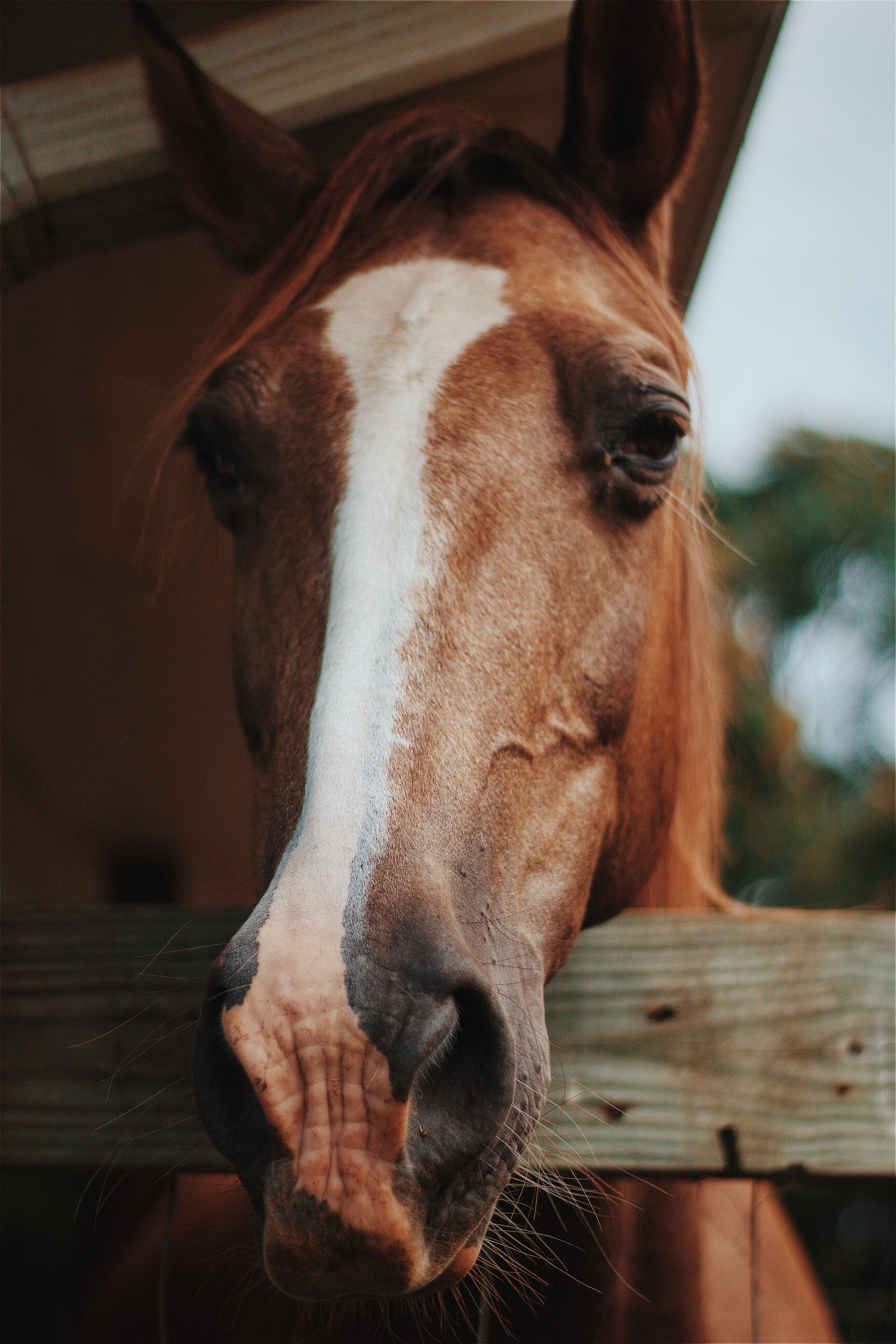a close up of the front of a chestnut horse head over a fence, chestnut horse head over a fence in close up 4k, Phone HD Wallpaper