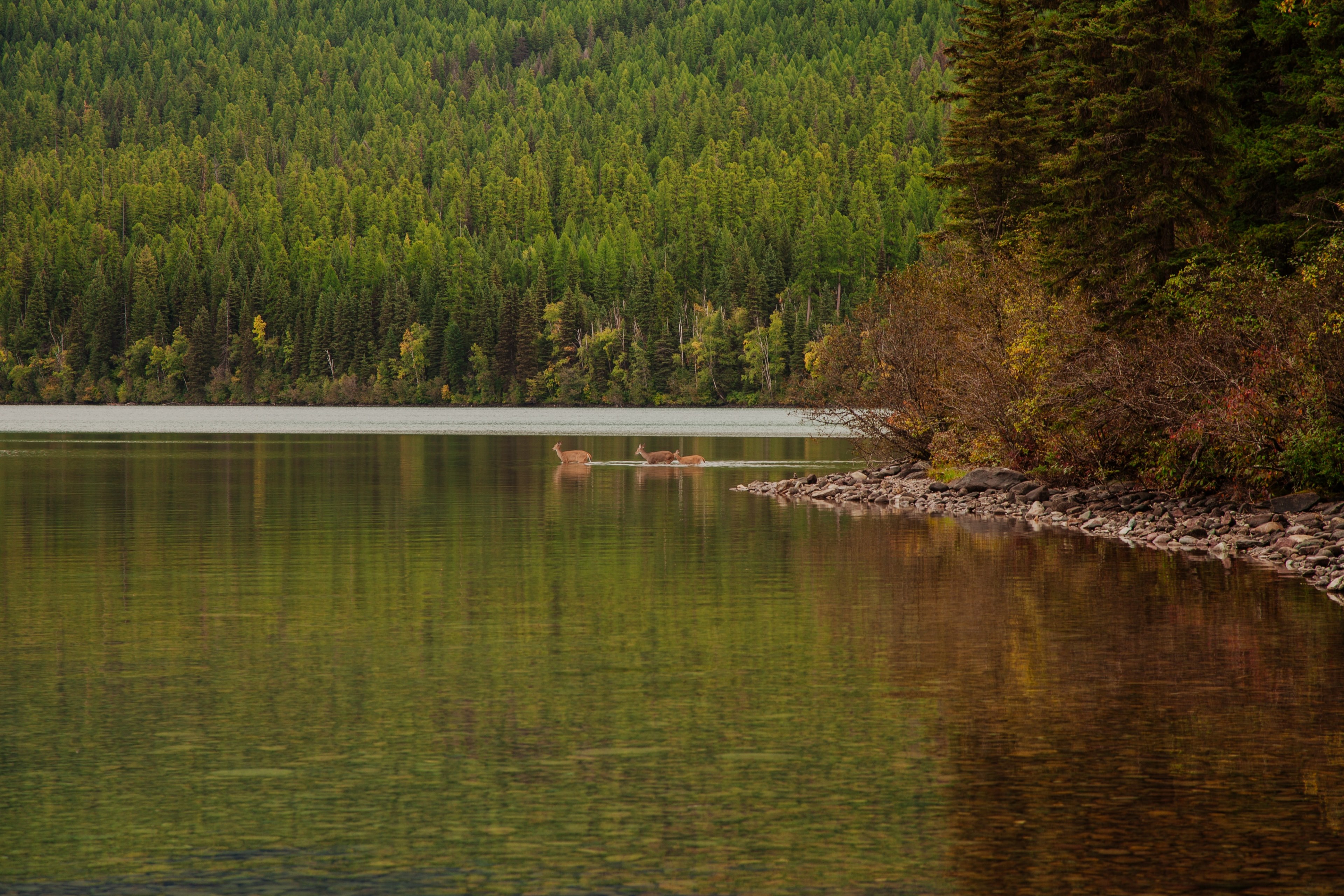 three deers wading in a lake in glacier national park, deers in a lake 4k, HD Wallpaper