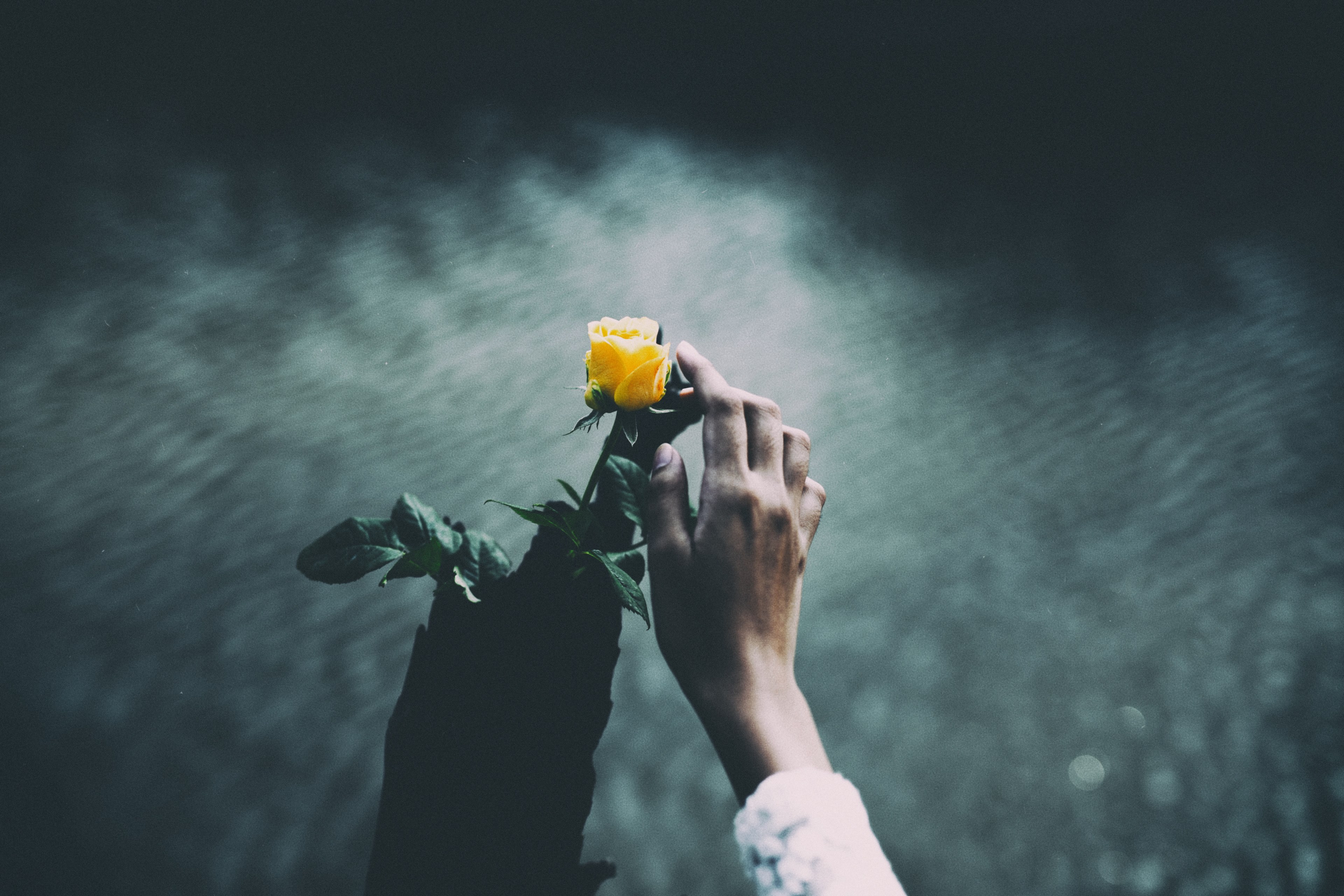 a persons hand gently touching a yellow rose with rippling water in the blurry background, rose touch 4k, HD Wallpaper
