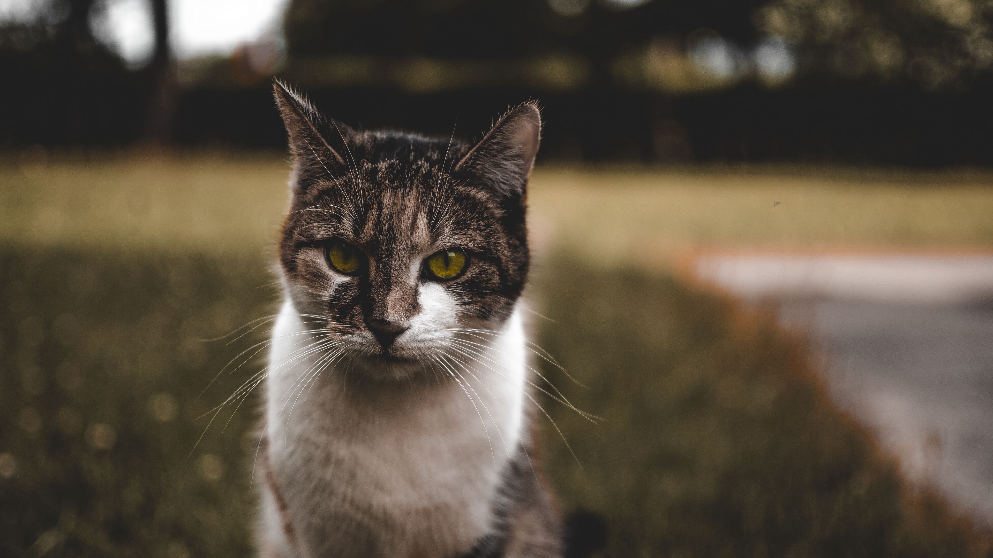 cat, muzzle, spotted, sits, 4k, HD Wallpaper