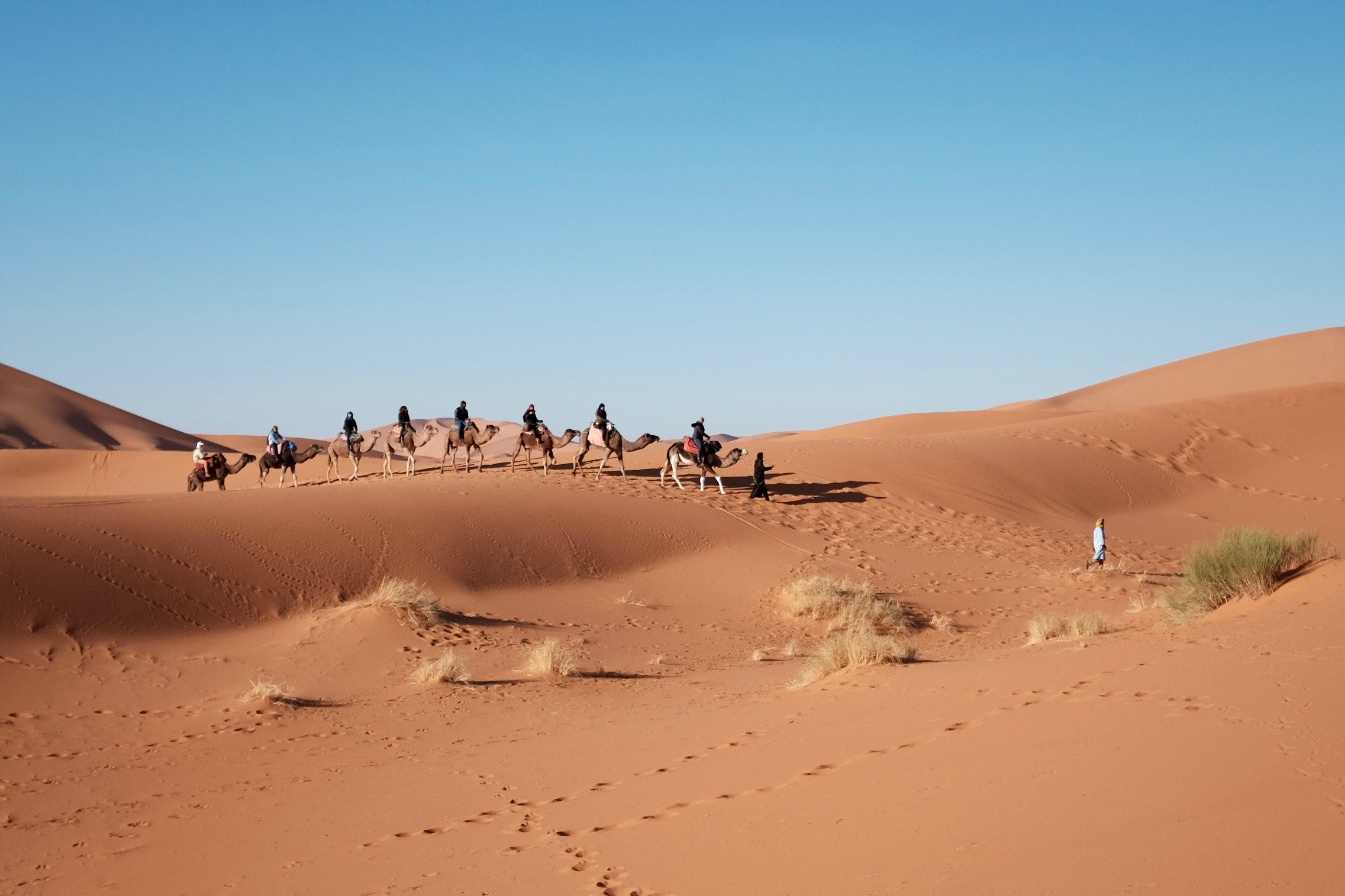 people ride camels through the dry desert sand dunes, commuting in the desert 4k, HD Wallpaper