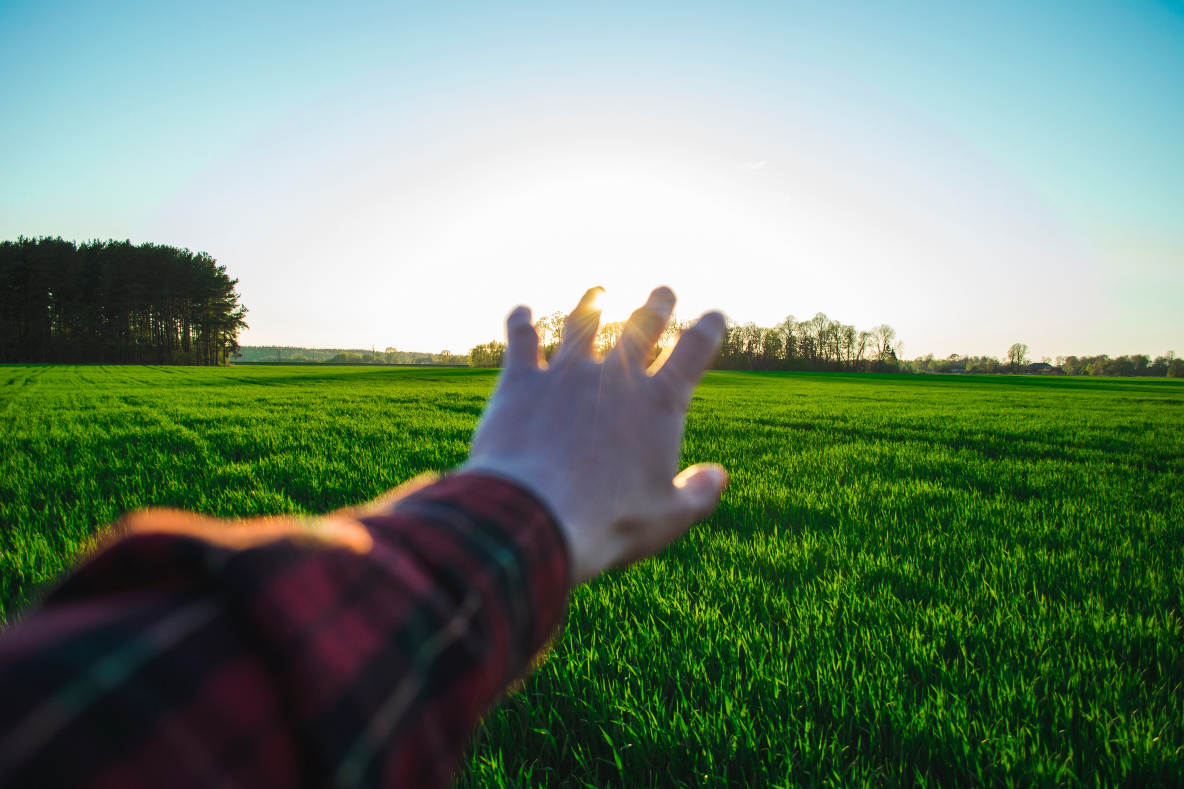 plant outdoor cloud and field 4k, HD Wallpaper