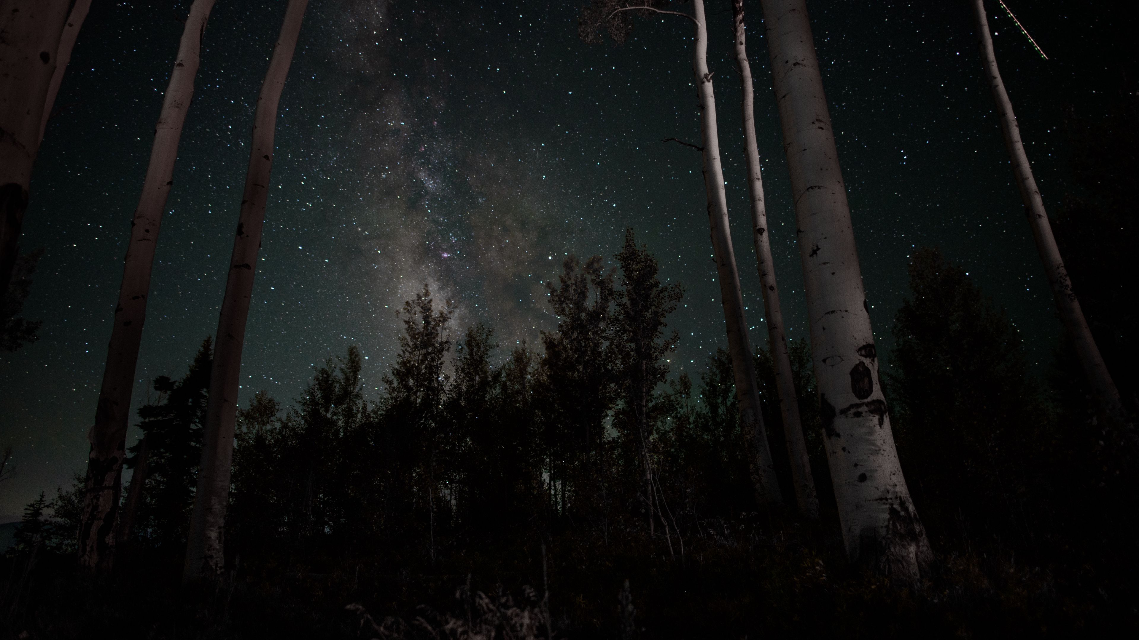 starry sky, stars, trees, night, 4k, HD Wallpaper