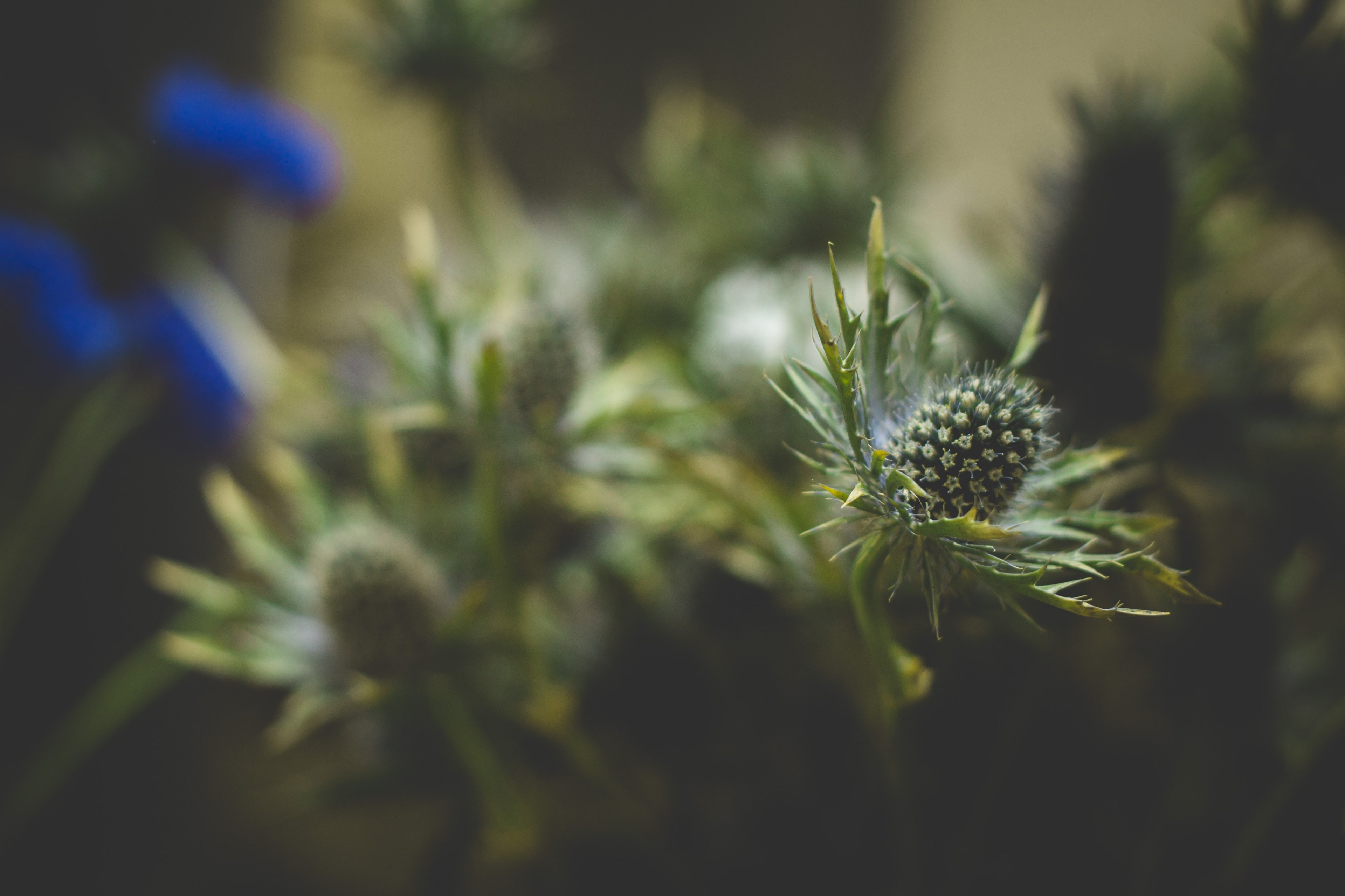 close up of green thistle flower heads, thistle in close up 4k, HD Wallpaper