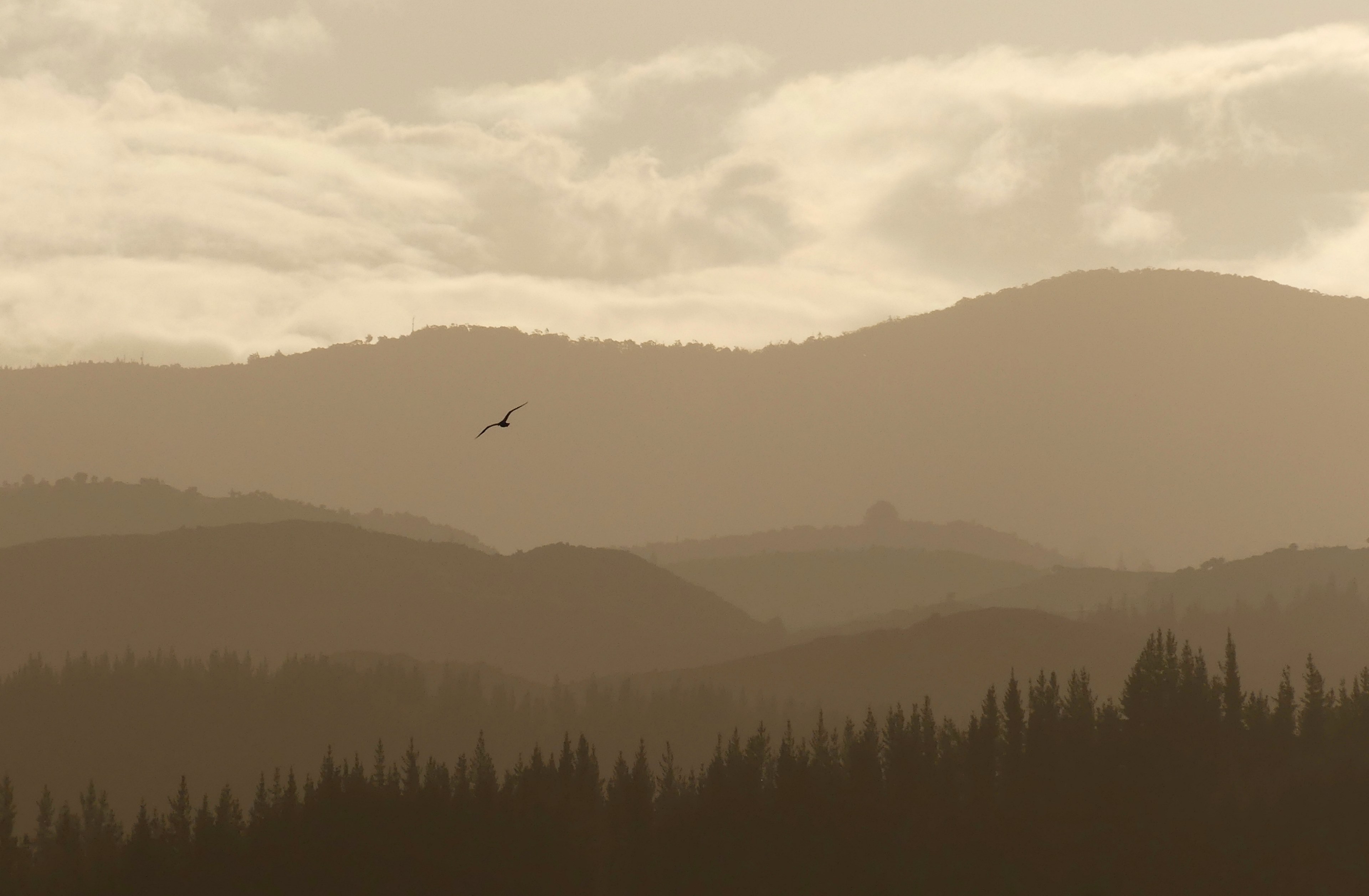 a hazy shot of a silhouette of a bird above wooded hills, fading to the distance 4k, HD Wallpaper
