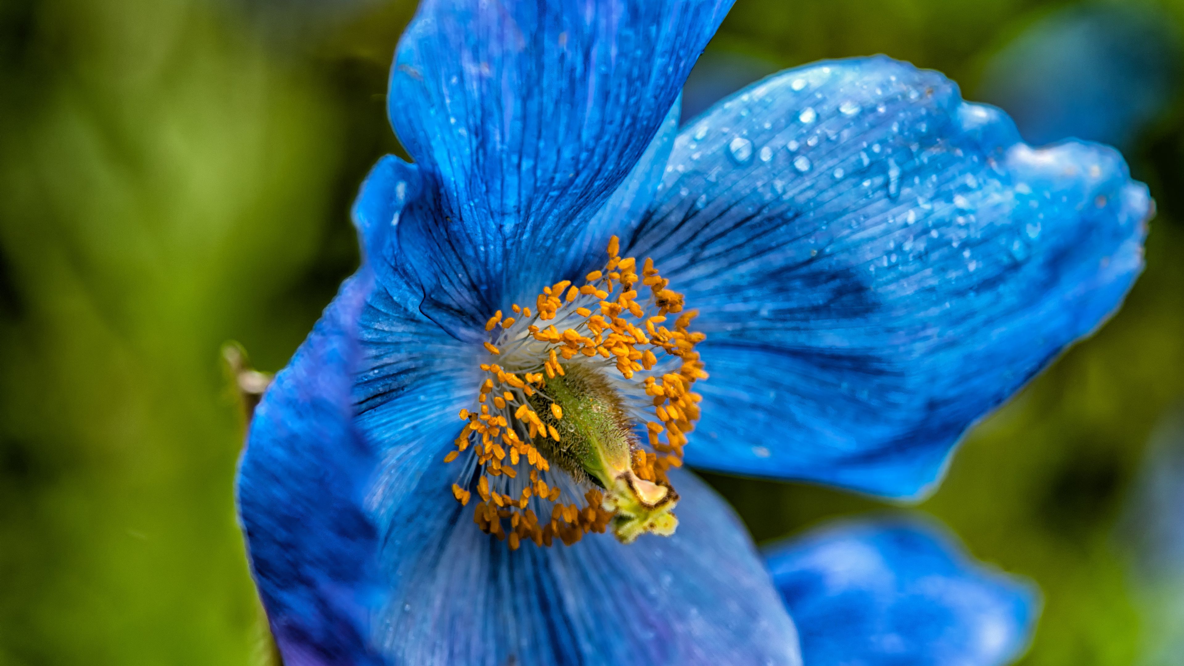 poppy, blue, petals, drops, 4k, HD Wallpaper