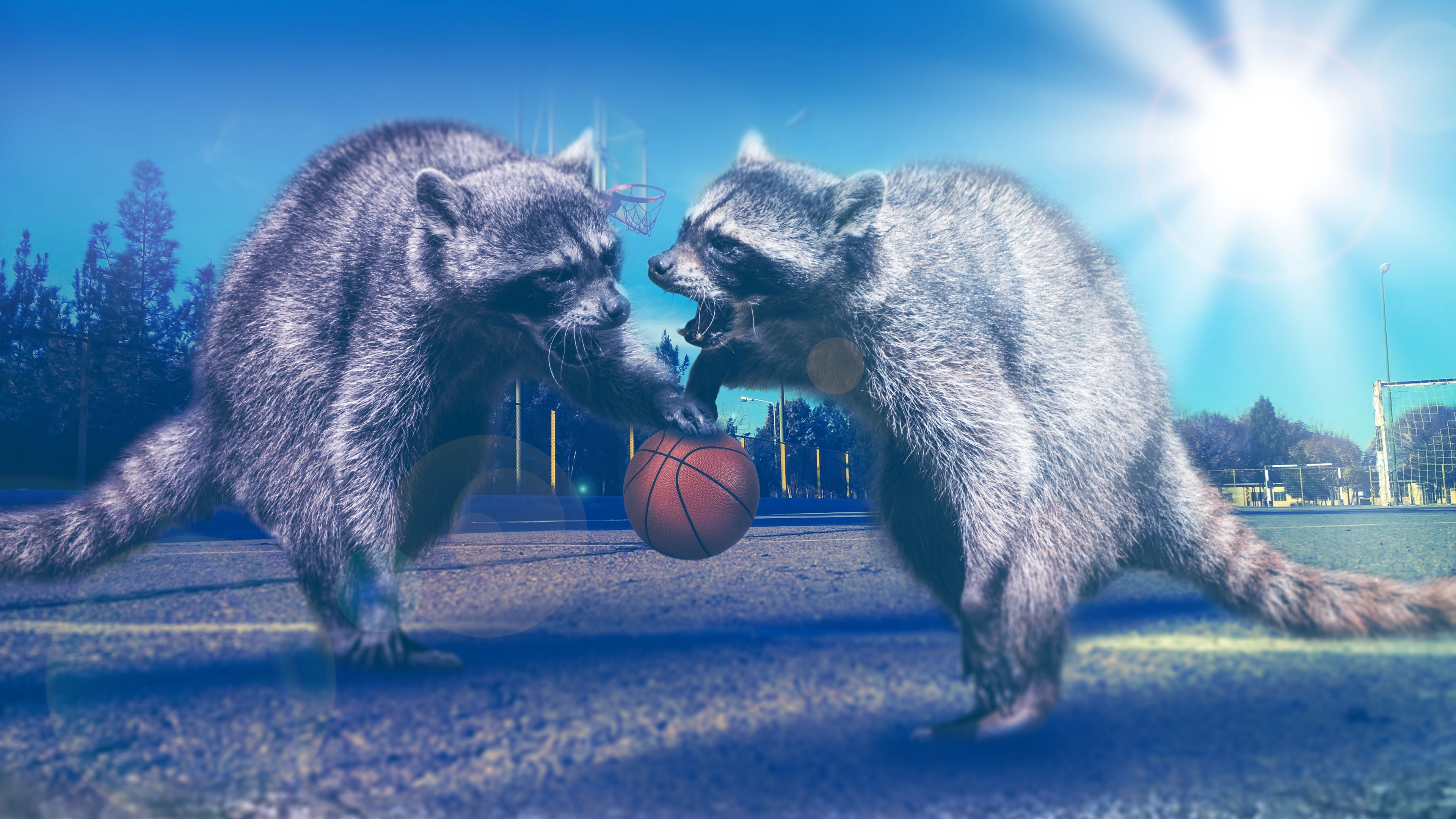 raccoons, basketball, photoshop, 4k, HD Wallpaper