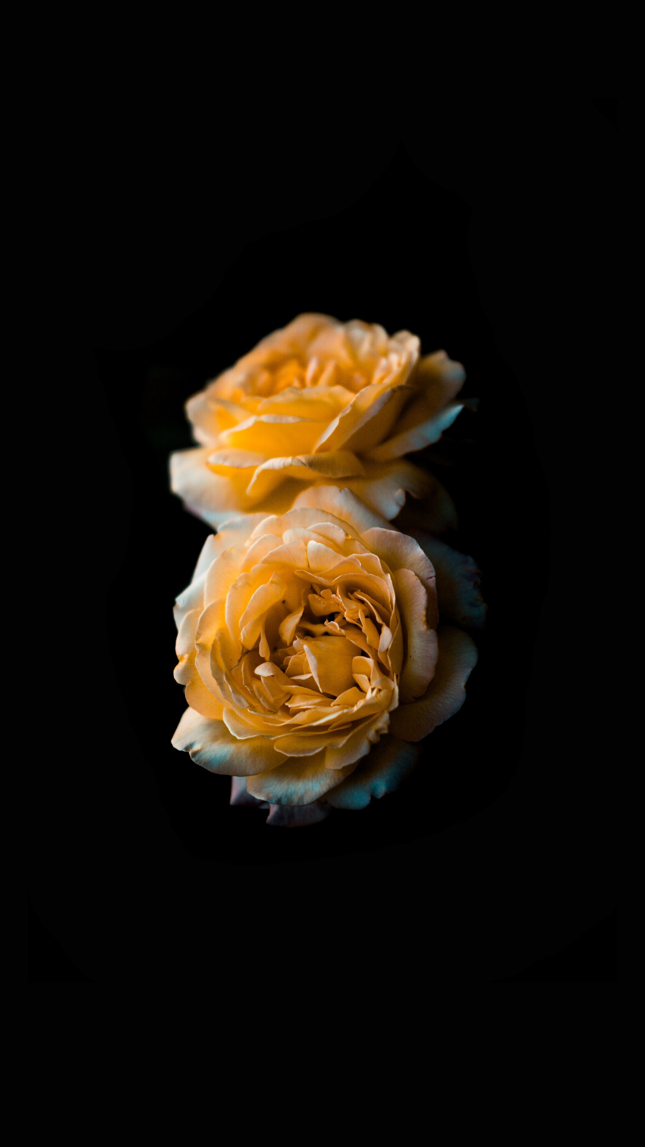 petal rose flower and blossom hd, 4k, Phone HD Wallpaper