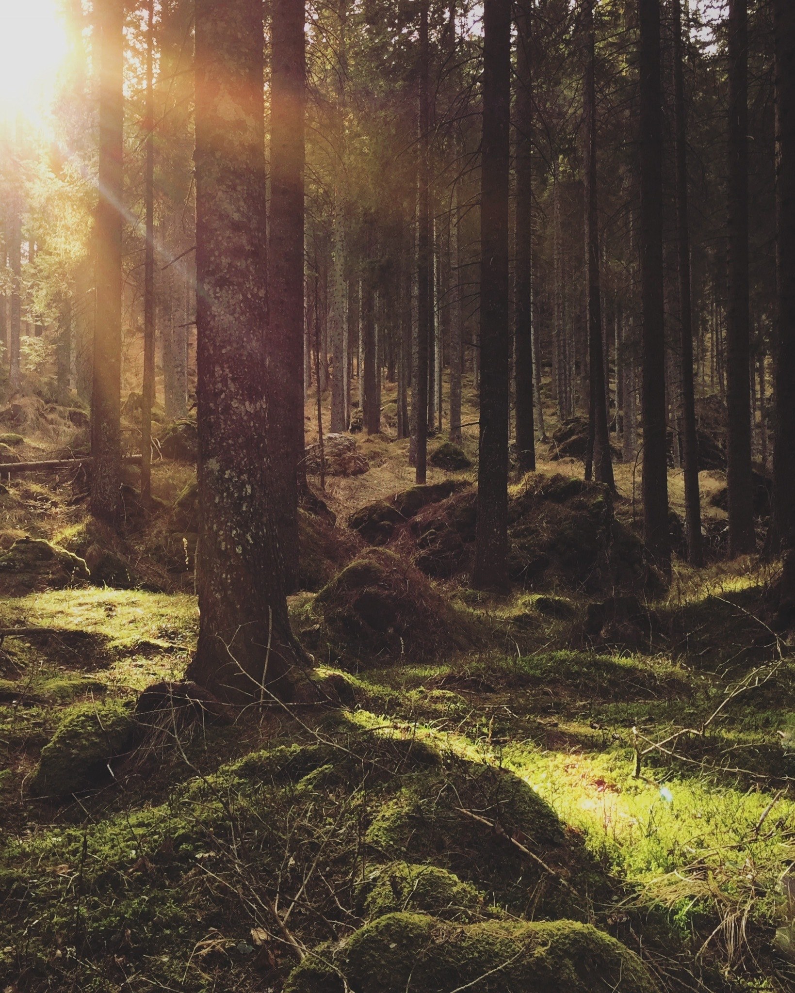 hood shadow italy and forest hd, 4k, Phone HD Wallpaper