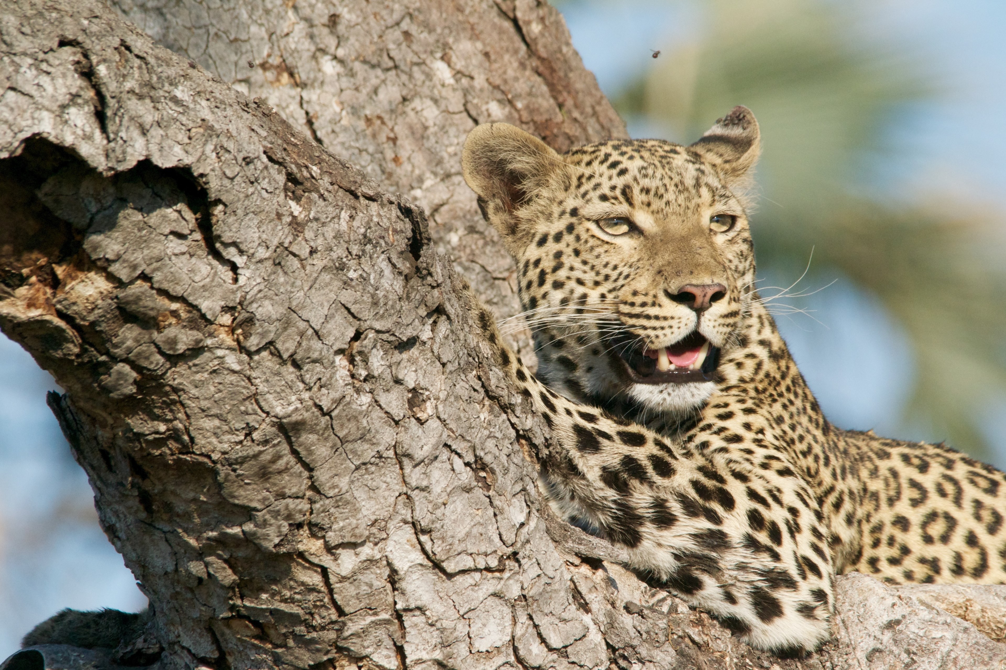 a leopard lying on a thick tree trunk slightly baring its teeth, leopard relaxing 4k, HD Wallpaper