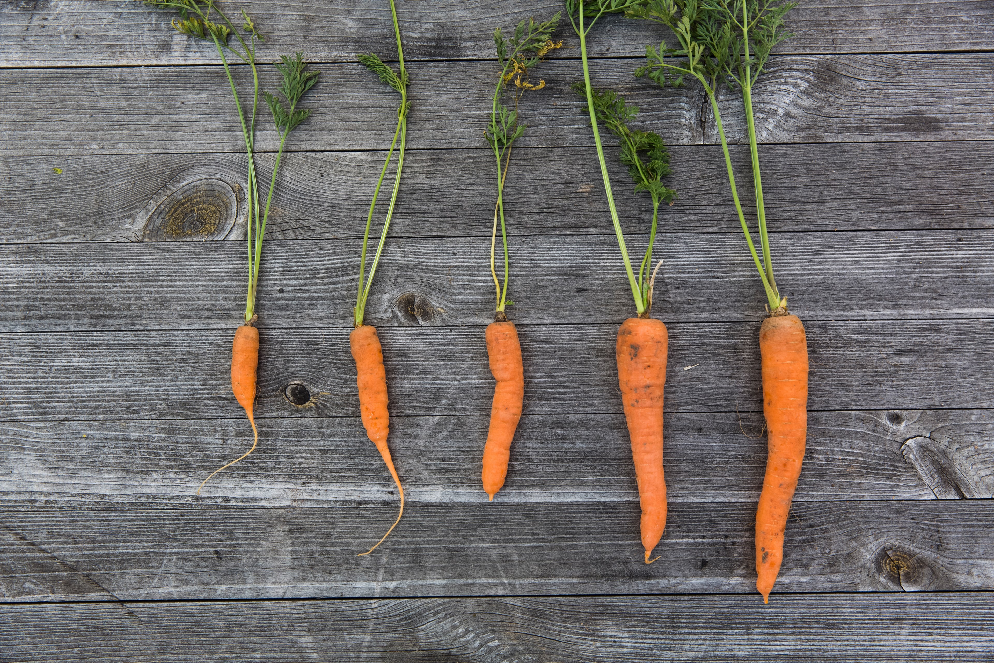 fresh vegetable urban gardening and urban 4k, HD Wallpaper