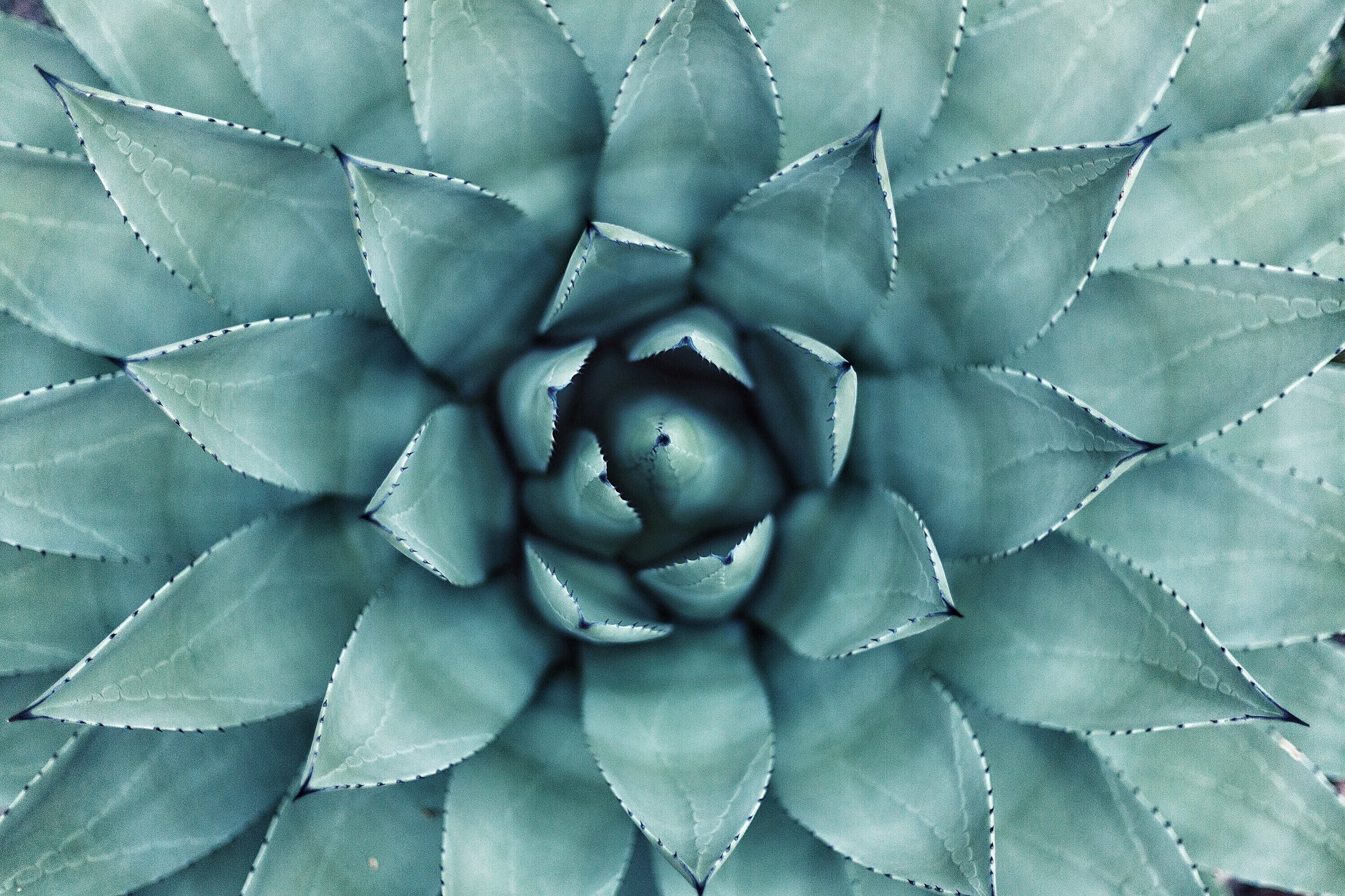 a macro shot of the center of a green succulent, succulent center in macro 4k, HD Wallpaper