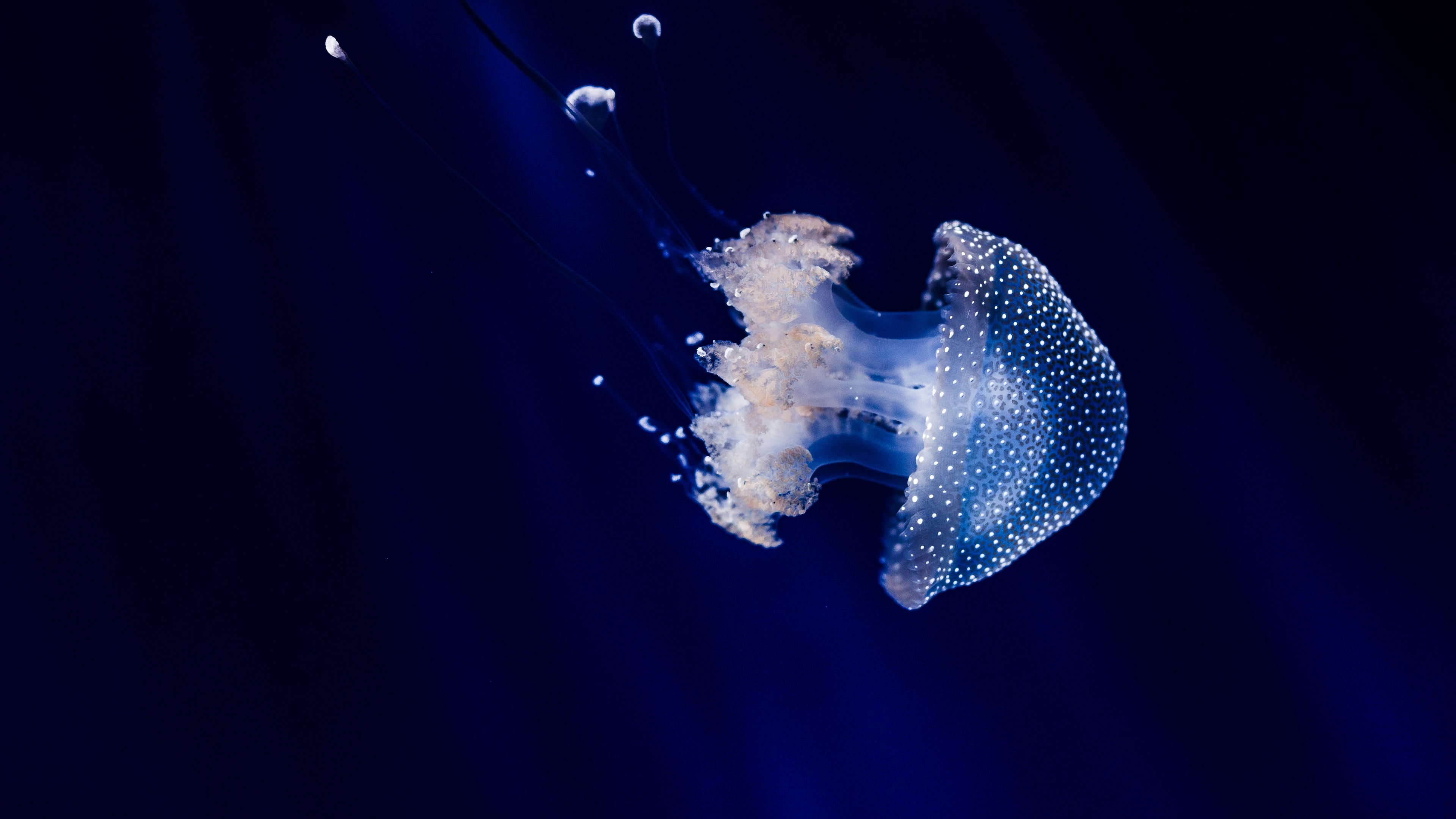 jellyfish, underwater world, tentacles, swimming, 4k, HD Wallpaper