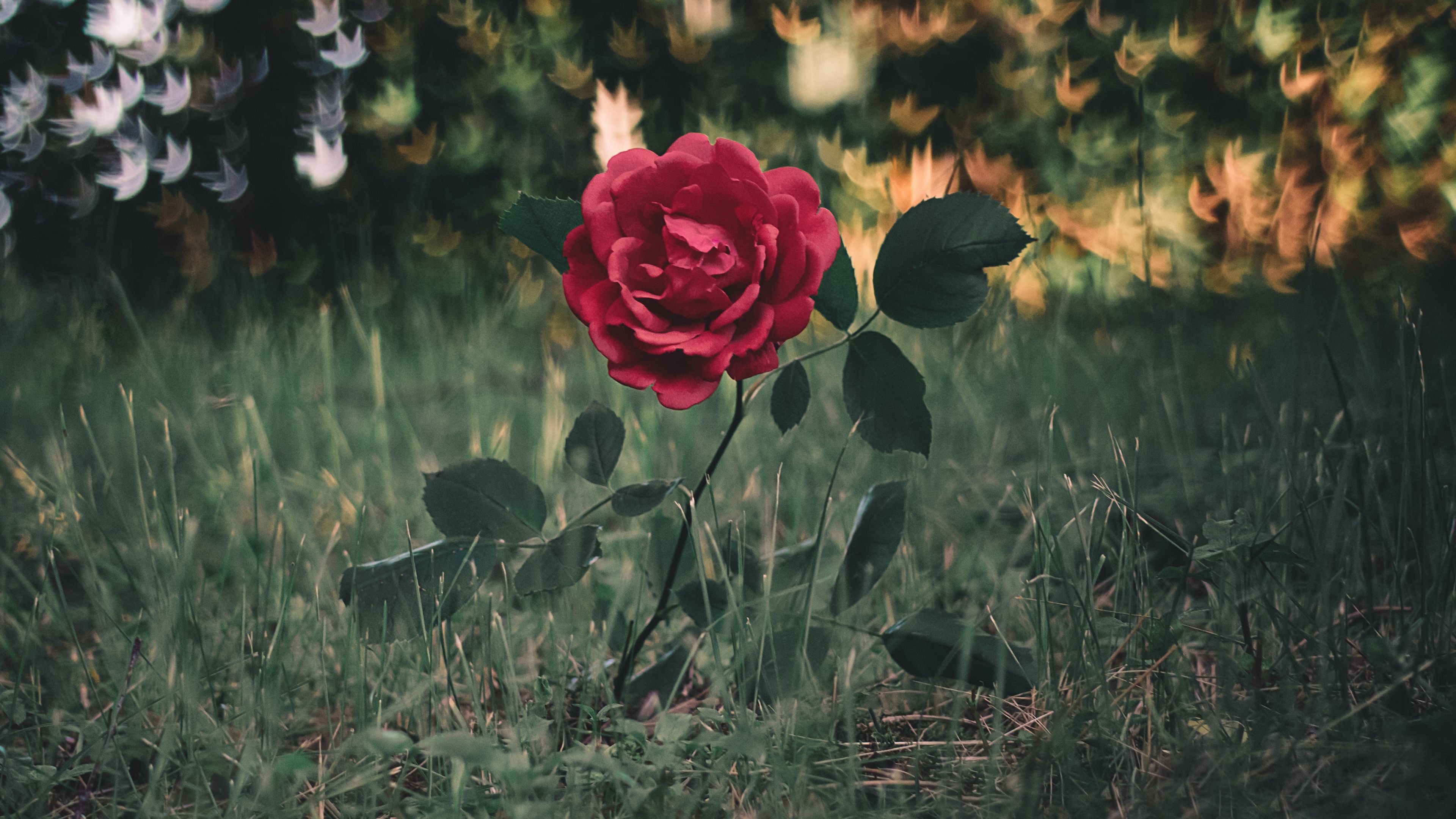 rose, bush, glare, grass, 4k, HD Wallpaper