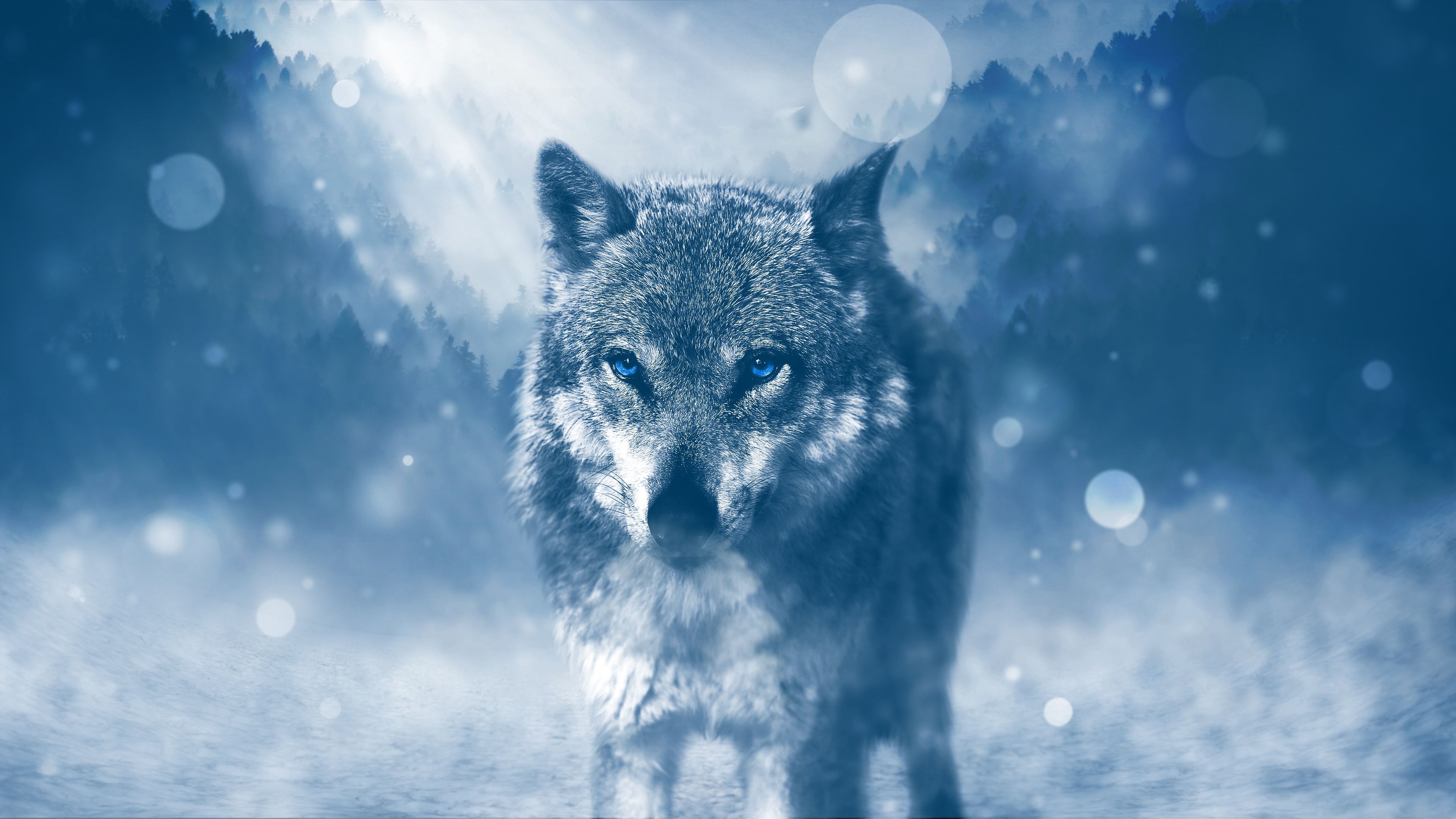 wolf, predator, photoshop, glance, glare, 4k, HD Wallpaper