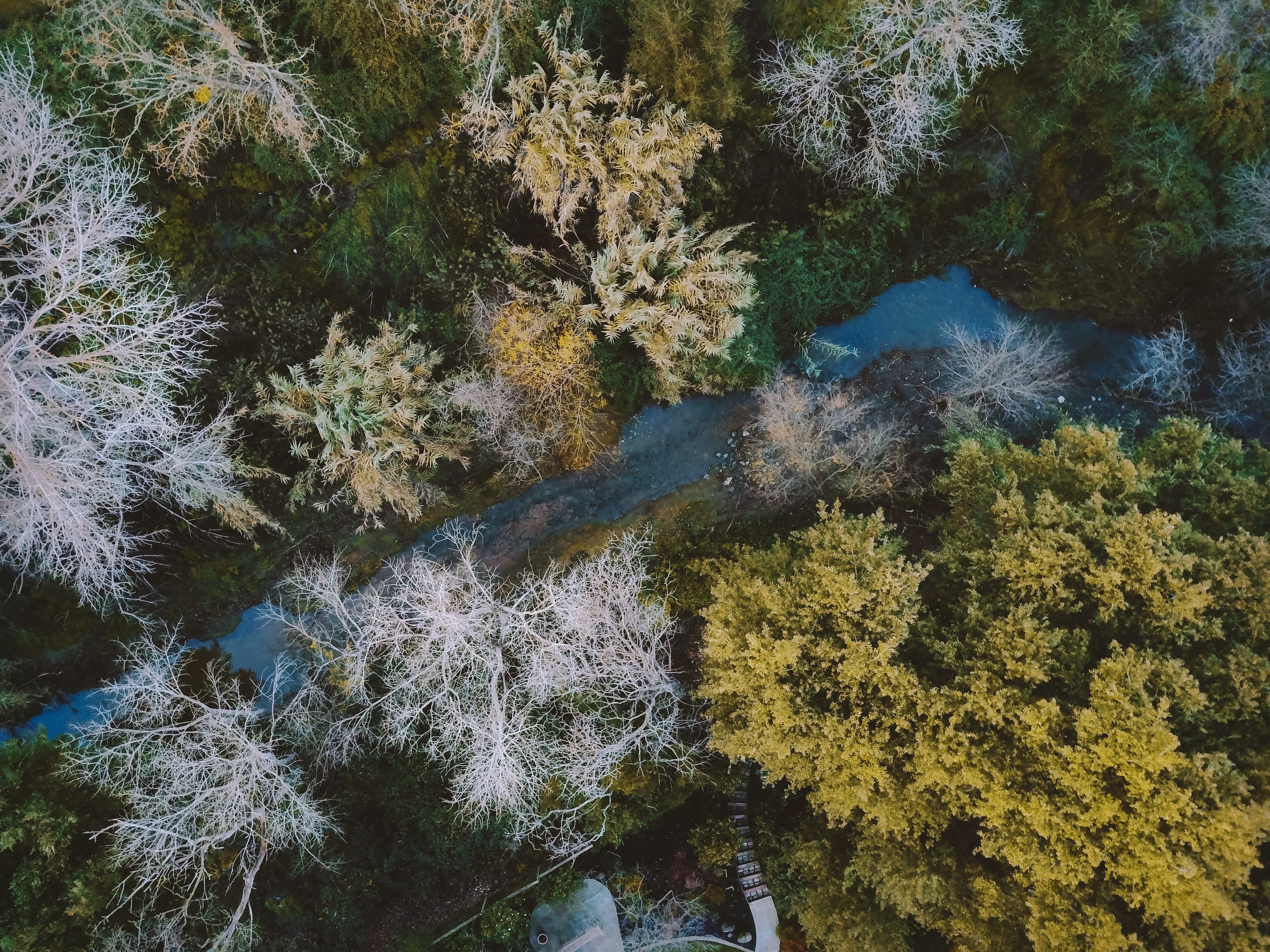 a drone shot of a forest with wispy trees around a small stream, down along the creek 4k, HD Wallpaper