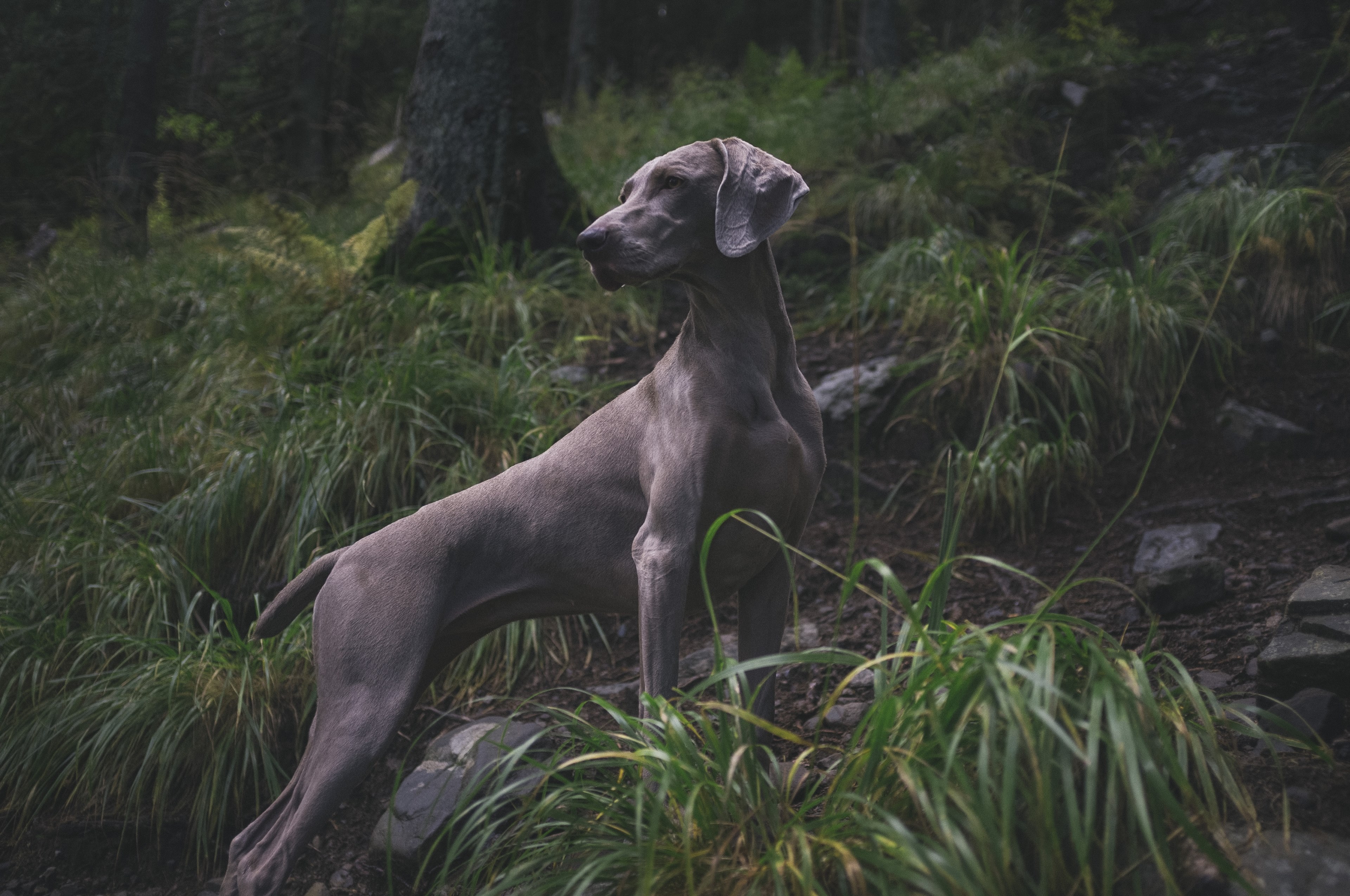 animal dog weimaraner and gun dog 4k, HD Wallpaper