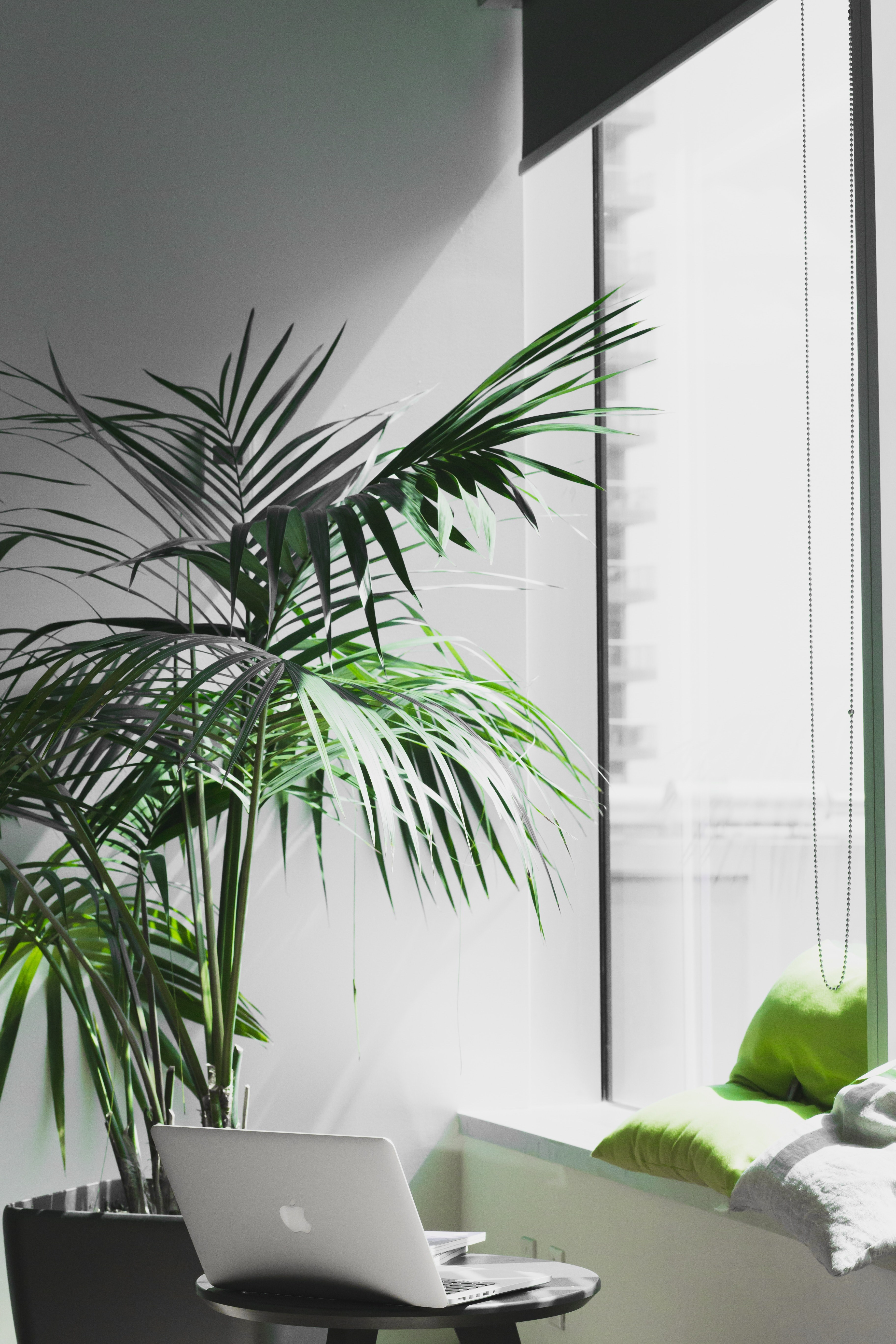 a macbook on a coffee table next to a large potted plant and a window, grovemade 4k, Phone HD Wallpaper