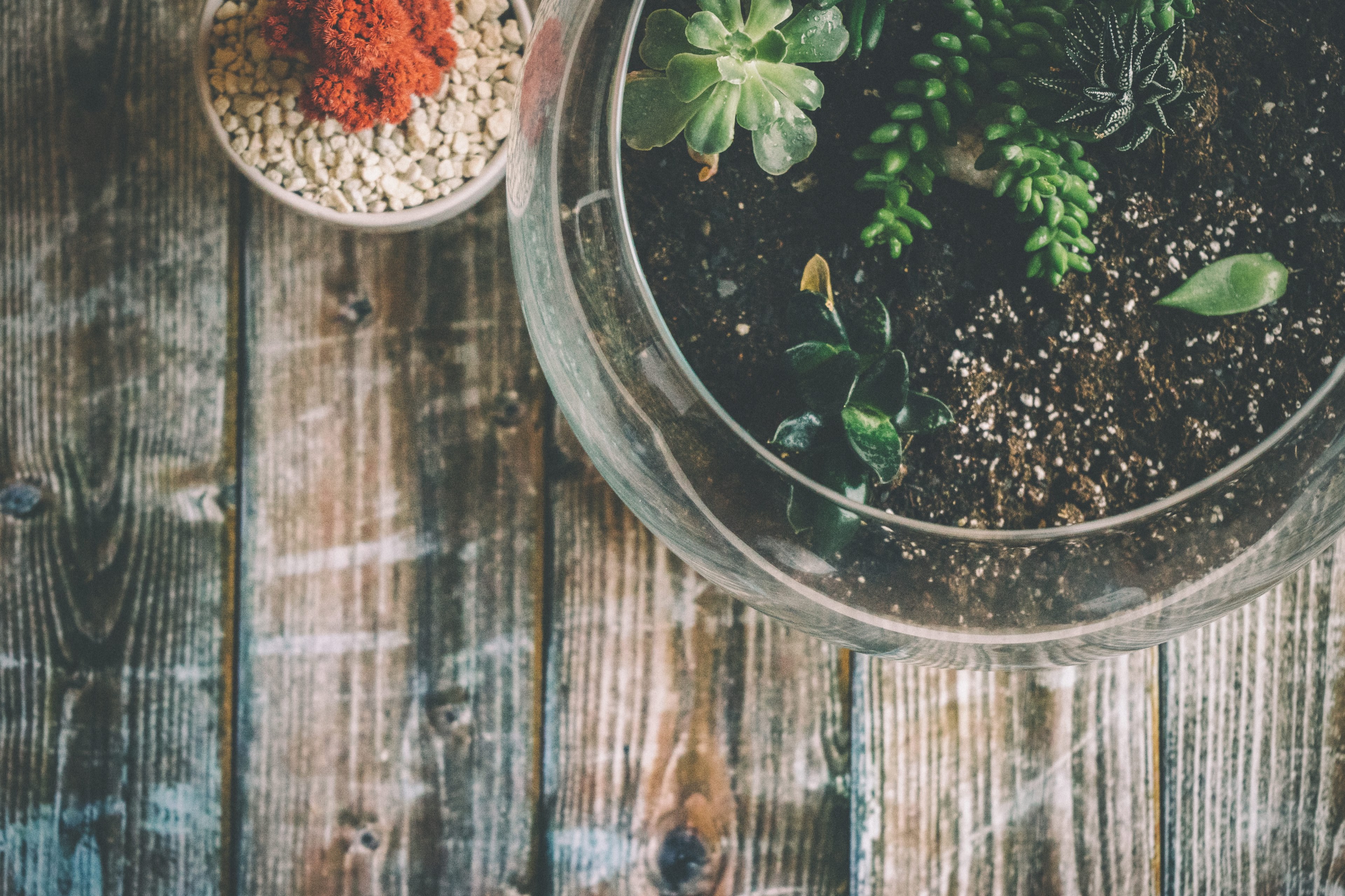 succulent plant red cactu and cactu 4k, HD Wallpaper