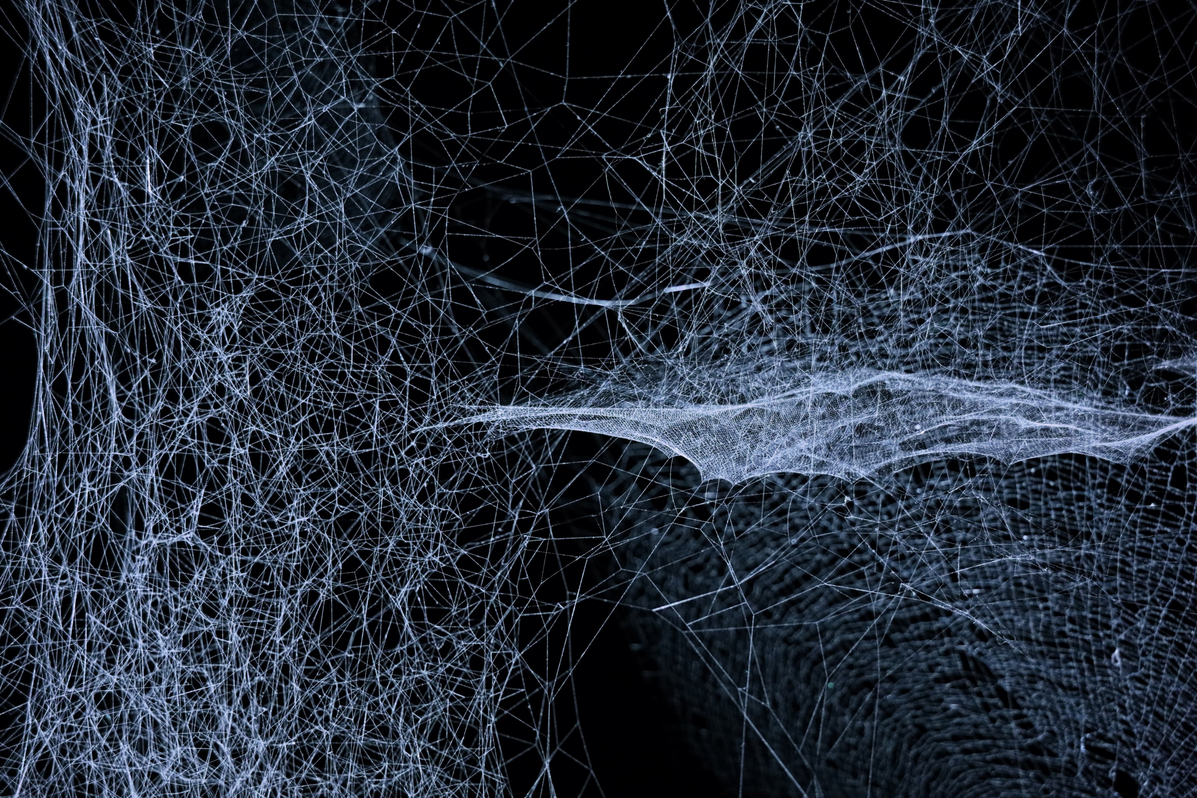 white intricate cobweb art in the dark shown at power station of art, network everything 4k, HD Wallpaper