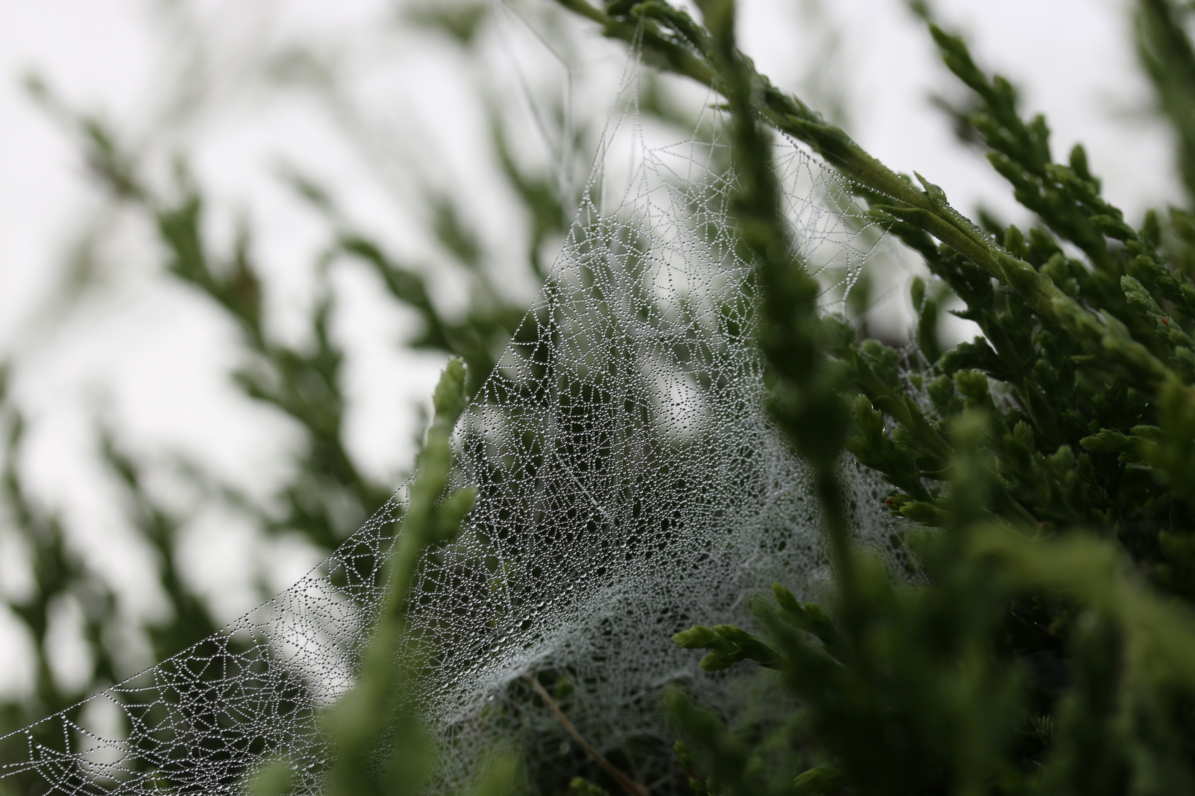 an intricate dew covered cobweb on budding green branches, dew on a cobweb 4k, HD Wallpaper