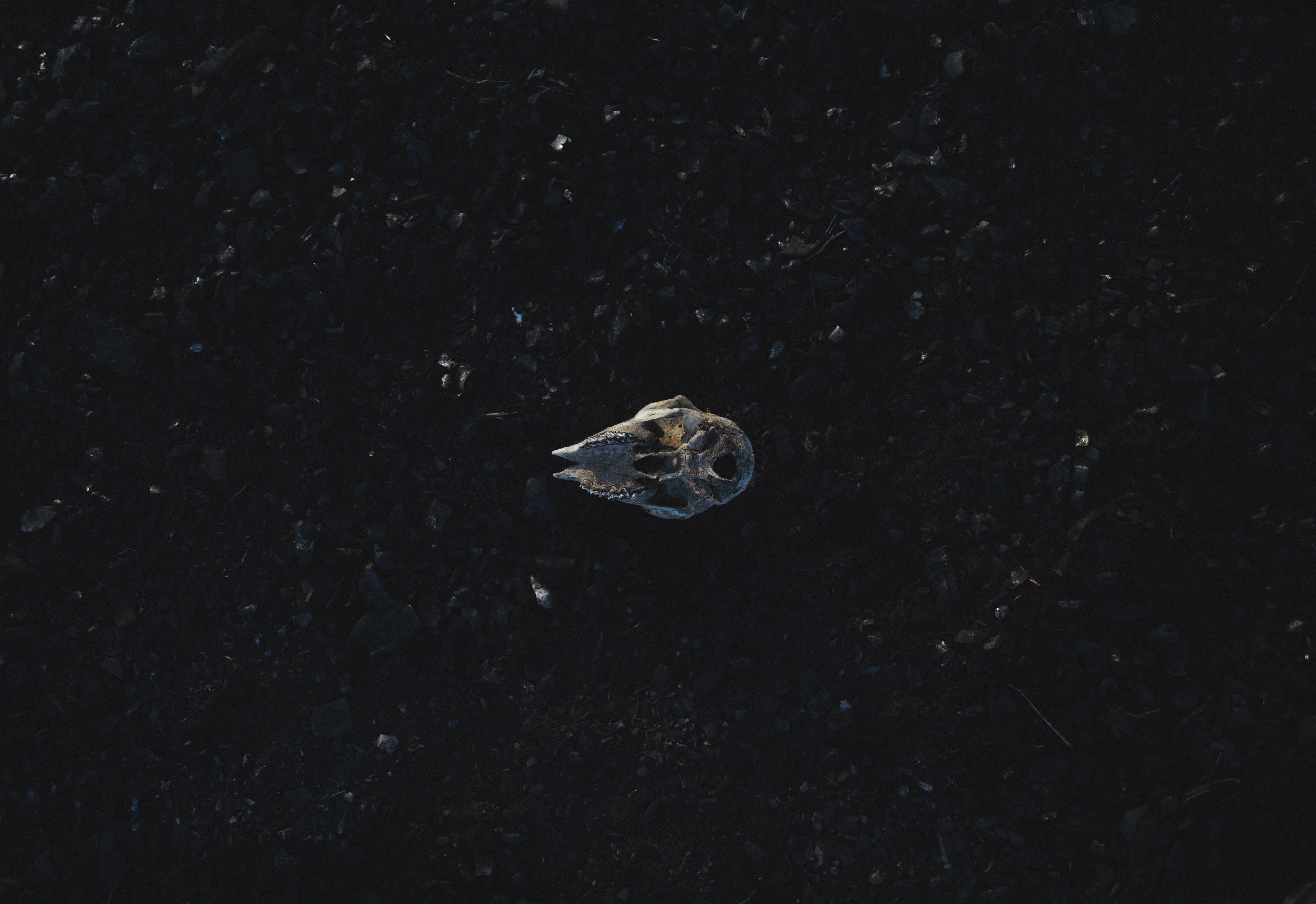 a skull on the ground, _sitting skull 4k, HD Wallpaper