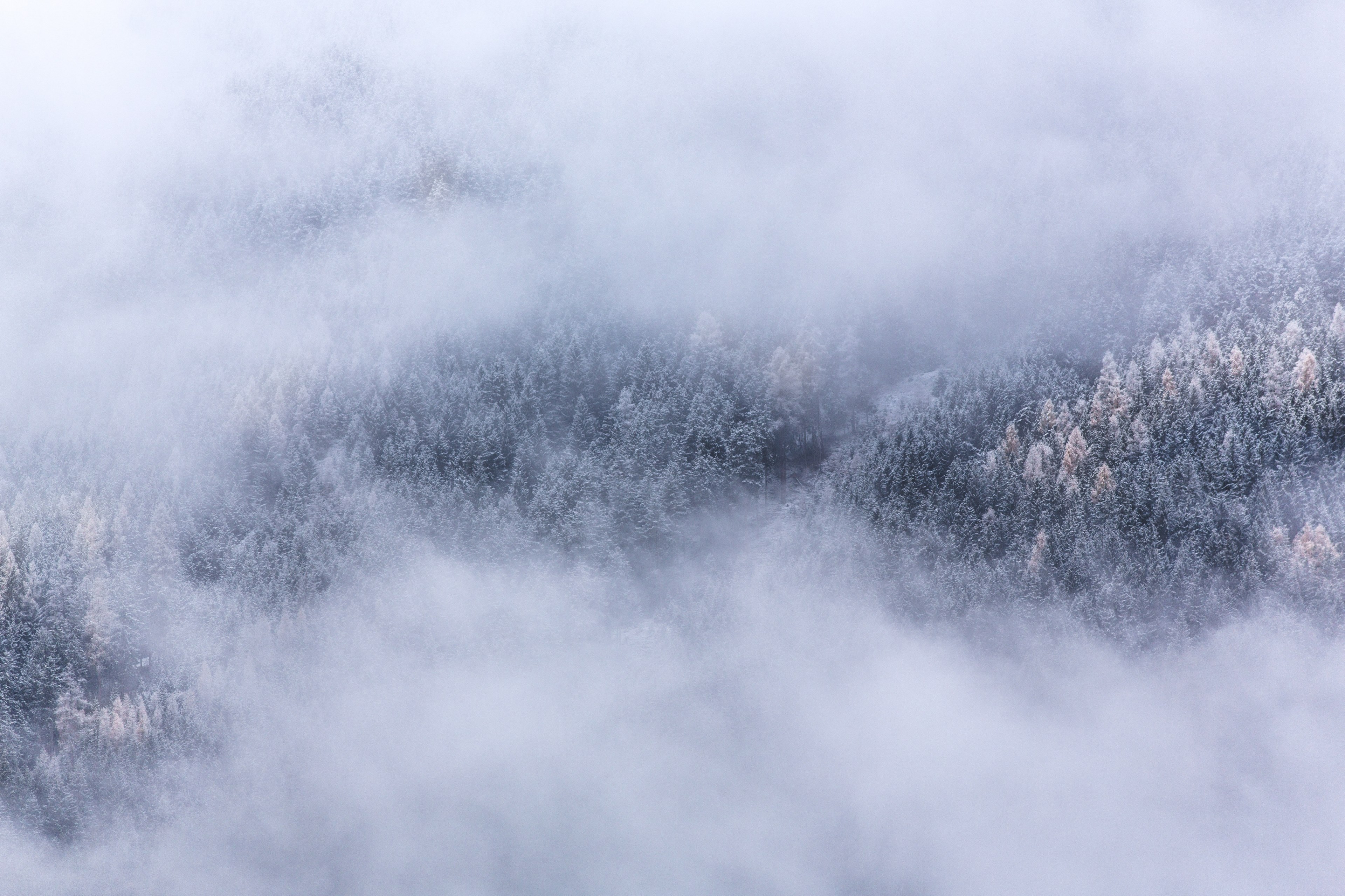fog shrouding a snow covered evergreen forest at gemeinde neukirchen am grovenediger, winter fog snow and wood 4k, HD Wallpaper