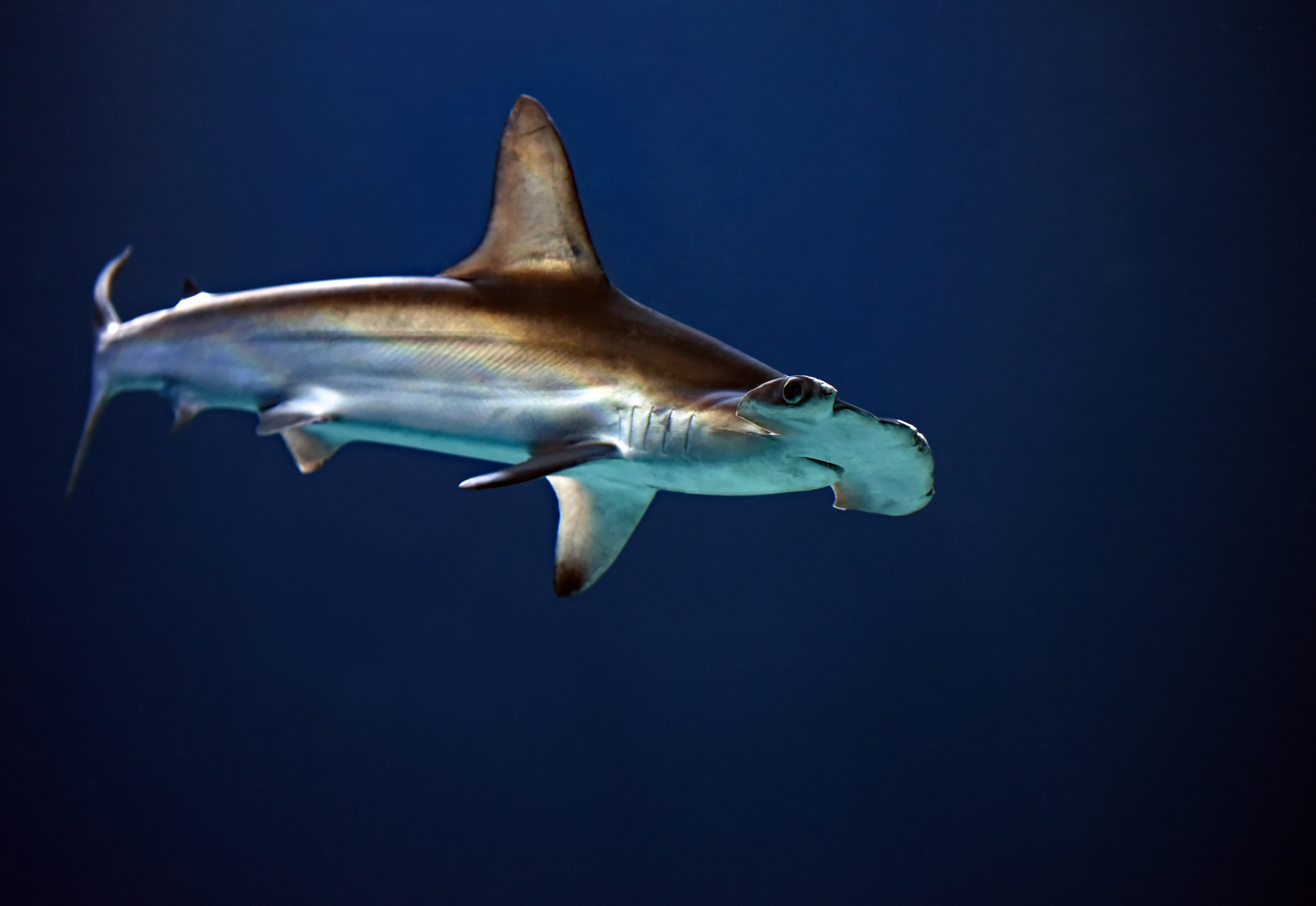 cruising hammerhead shark 4k, HD Wallpaper