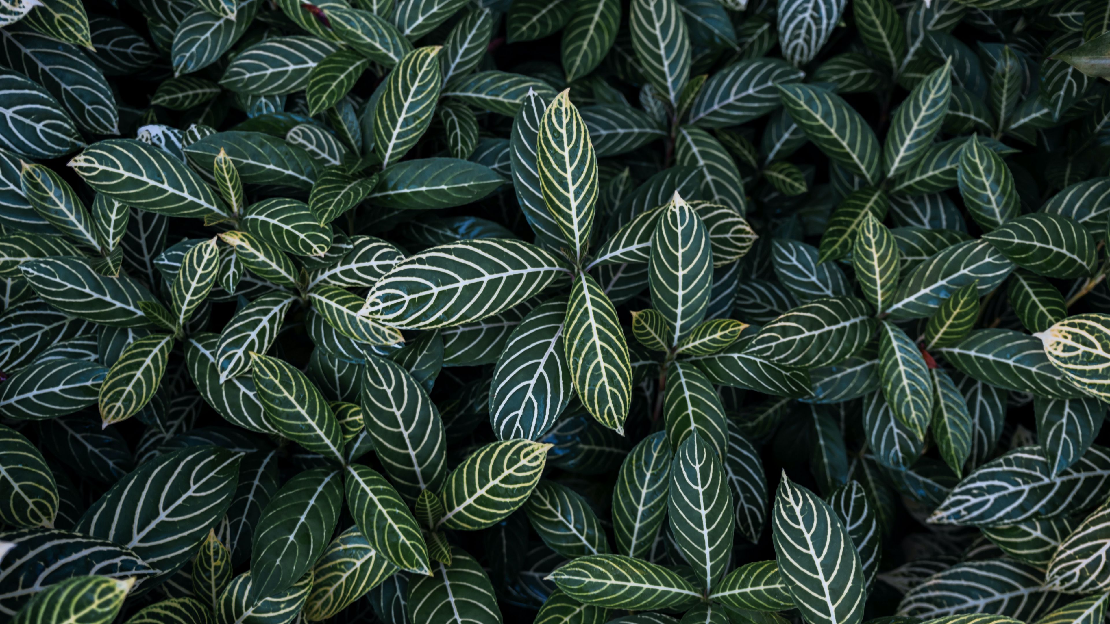leaves, aerial view, stripes, bush, 4k, HD Wallpaper