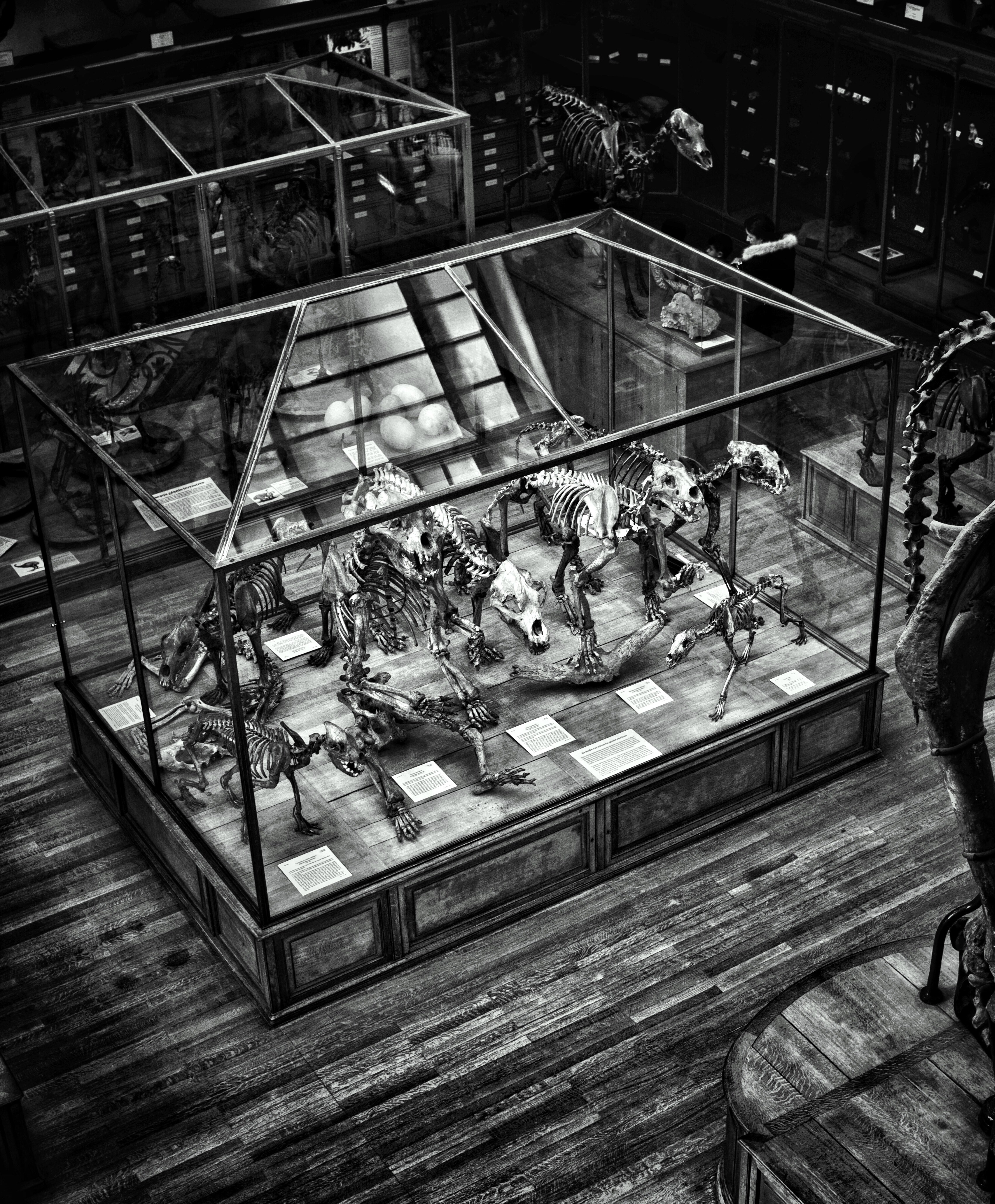 a black and white shot of dinosaur skeletons in a museum, dinosaur fossils in monochrome 4k, Phone HD Wallpaper