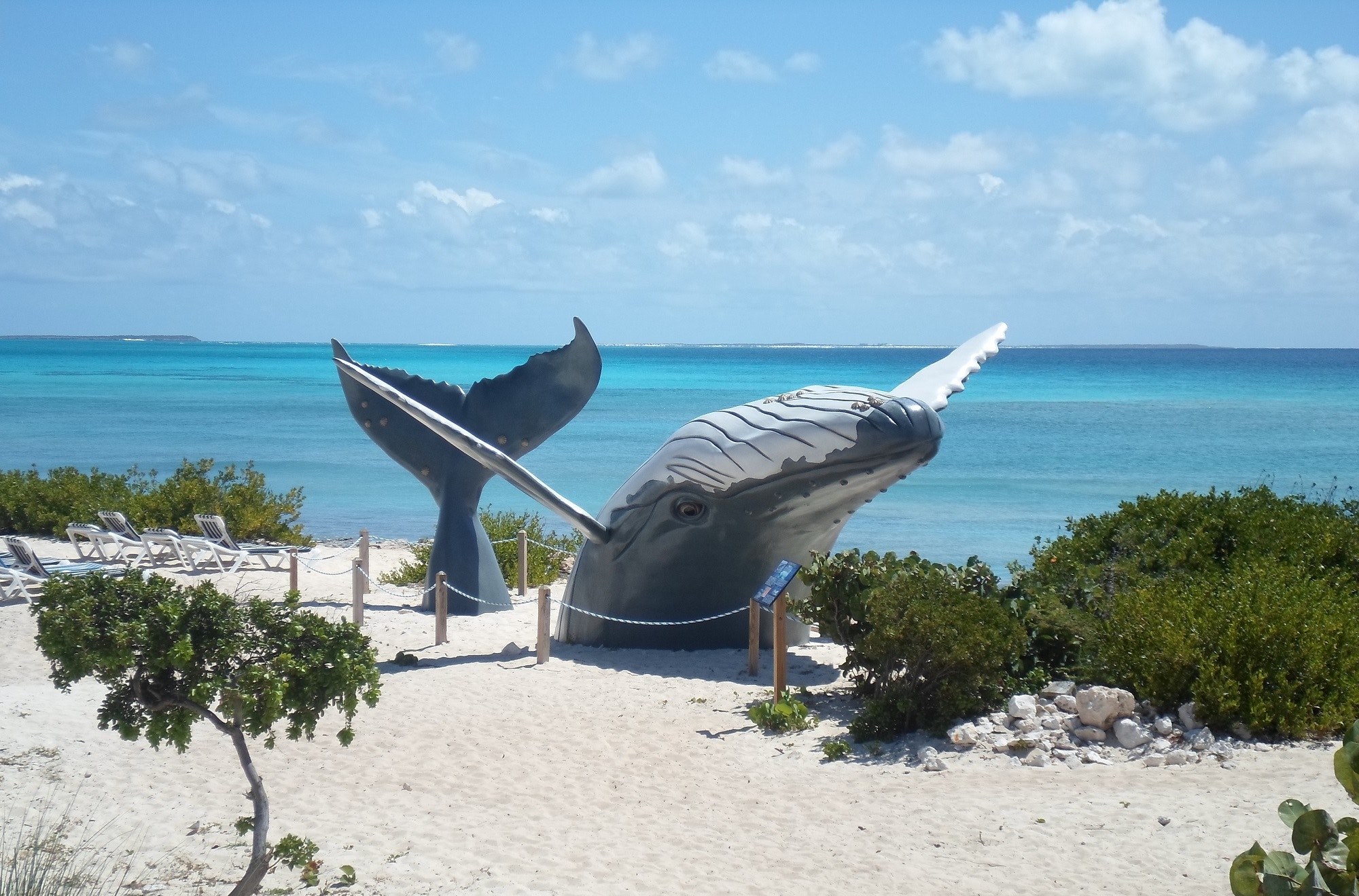 beach whale and ocean 4k, HD Wallpaper
